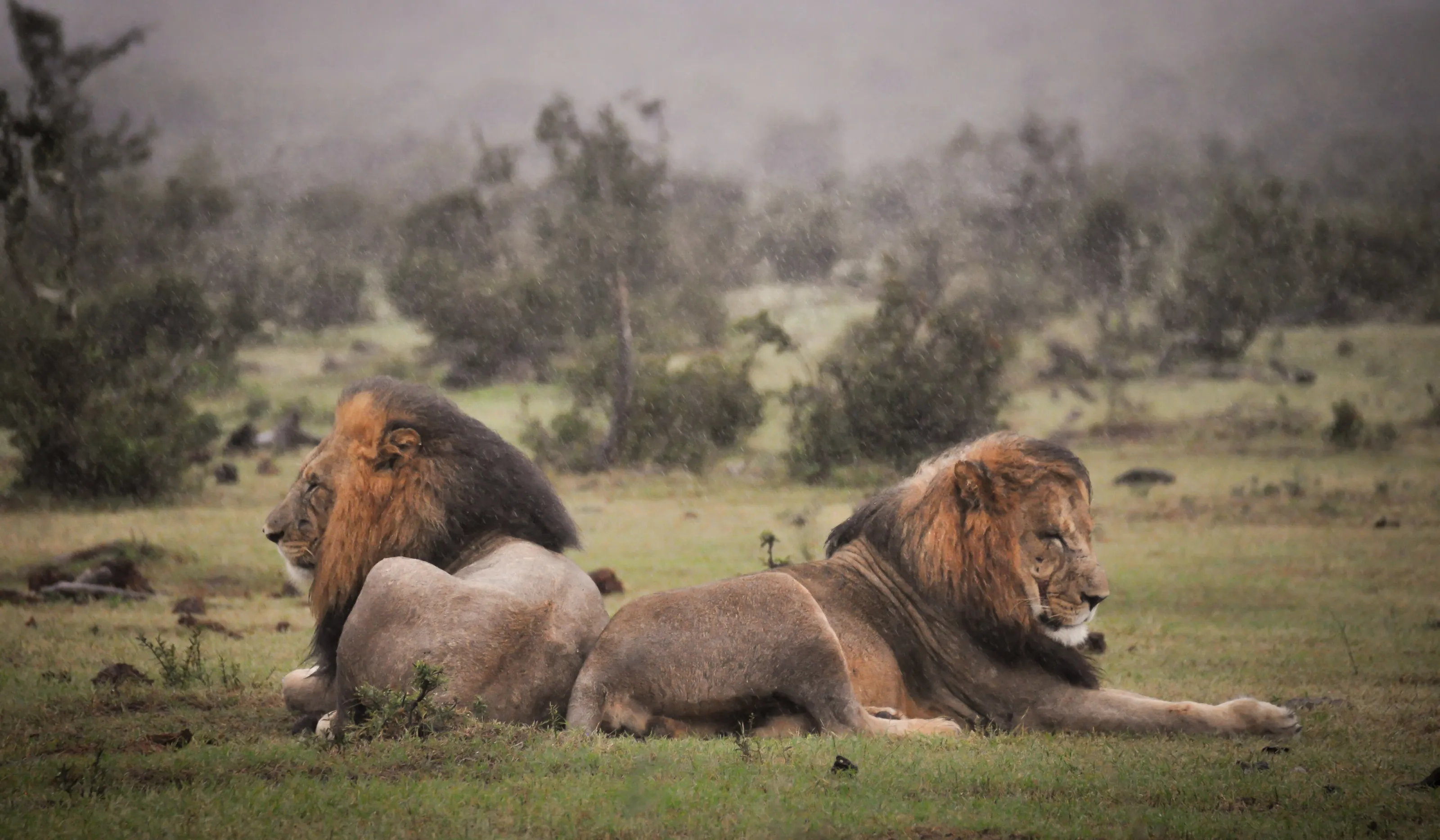 two big boys