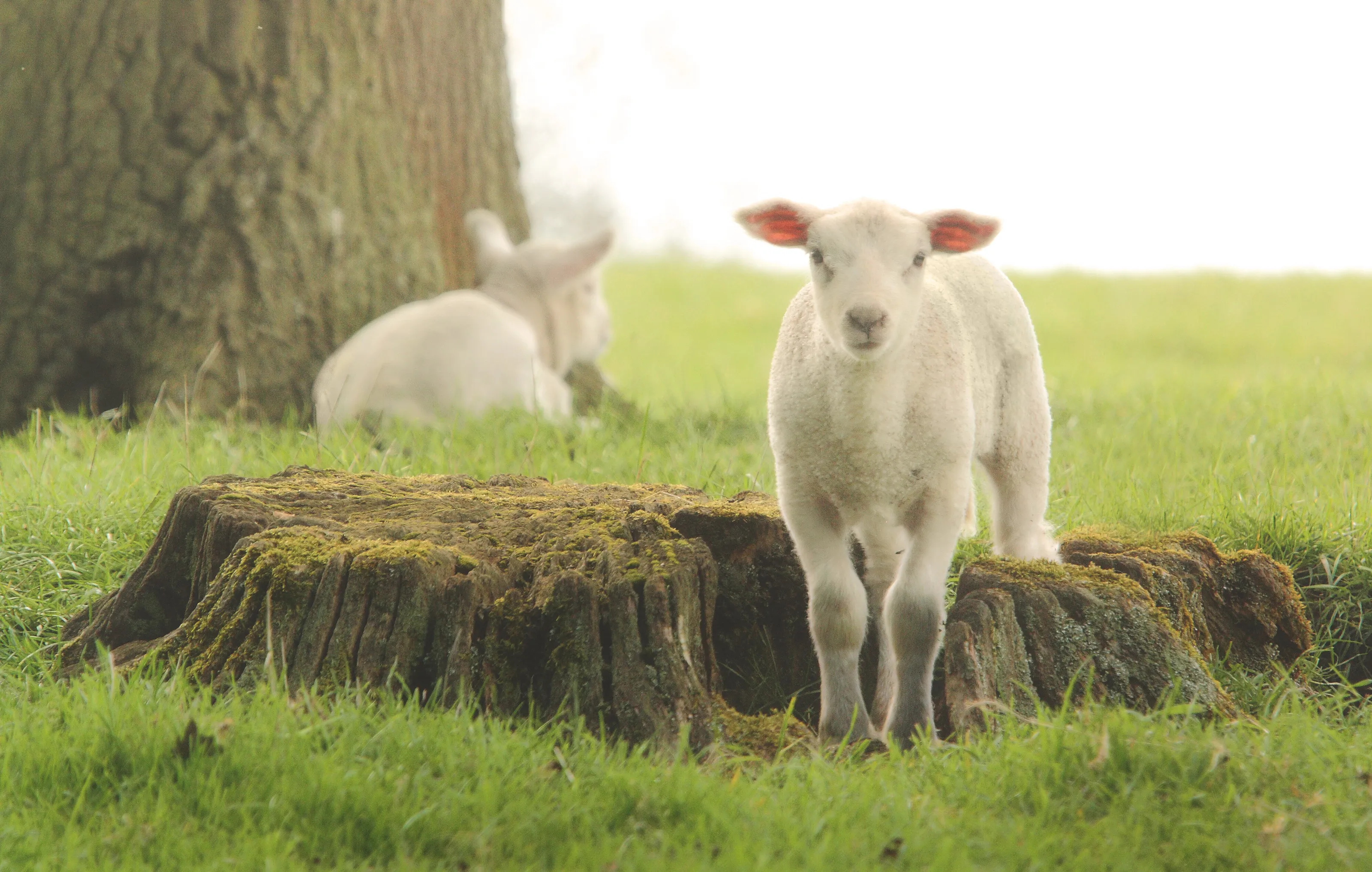 Good morning lamb!