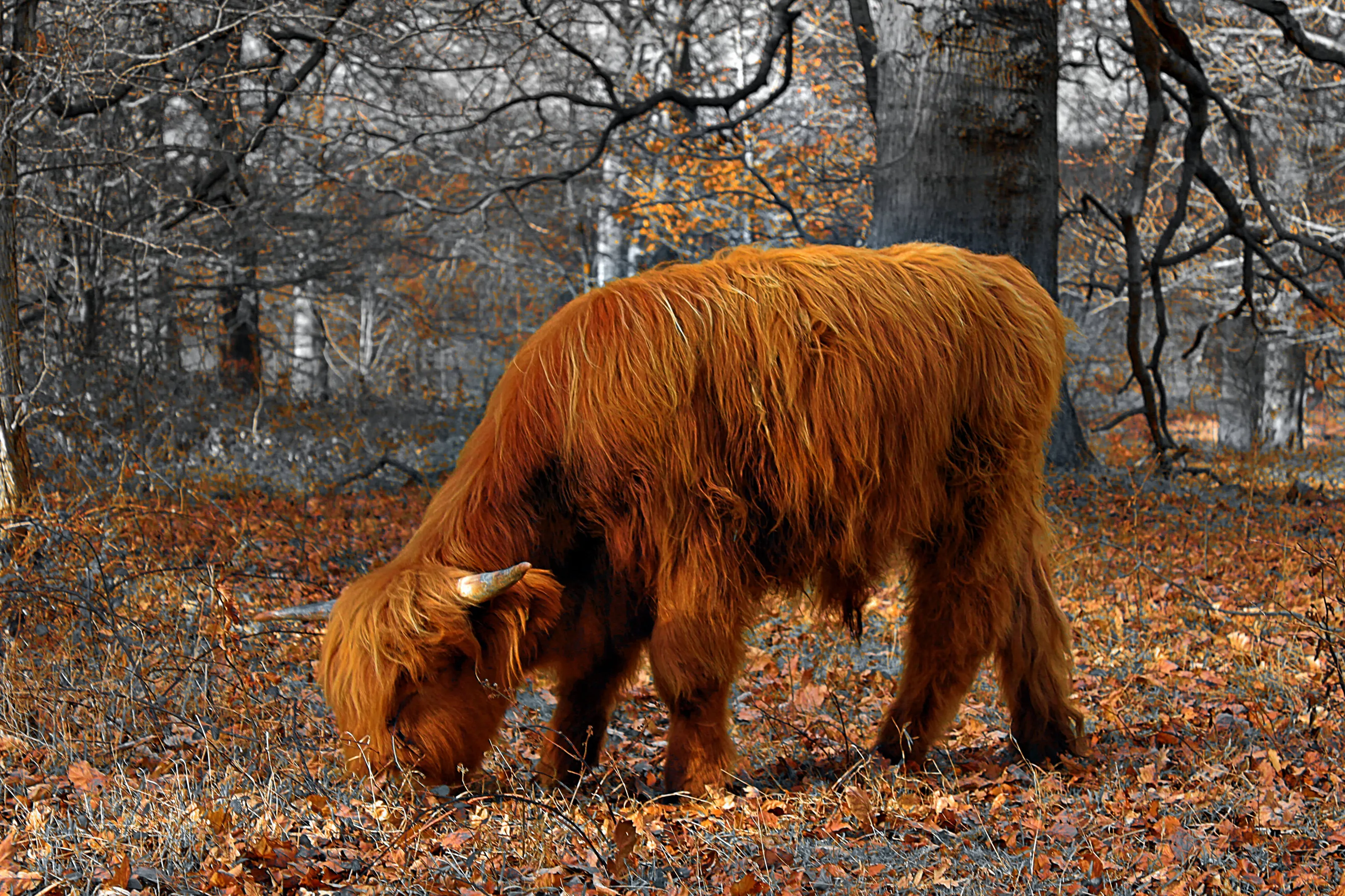 Highland Cattle
