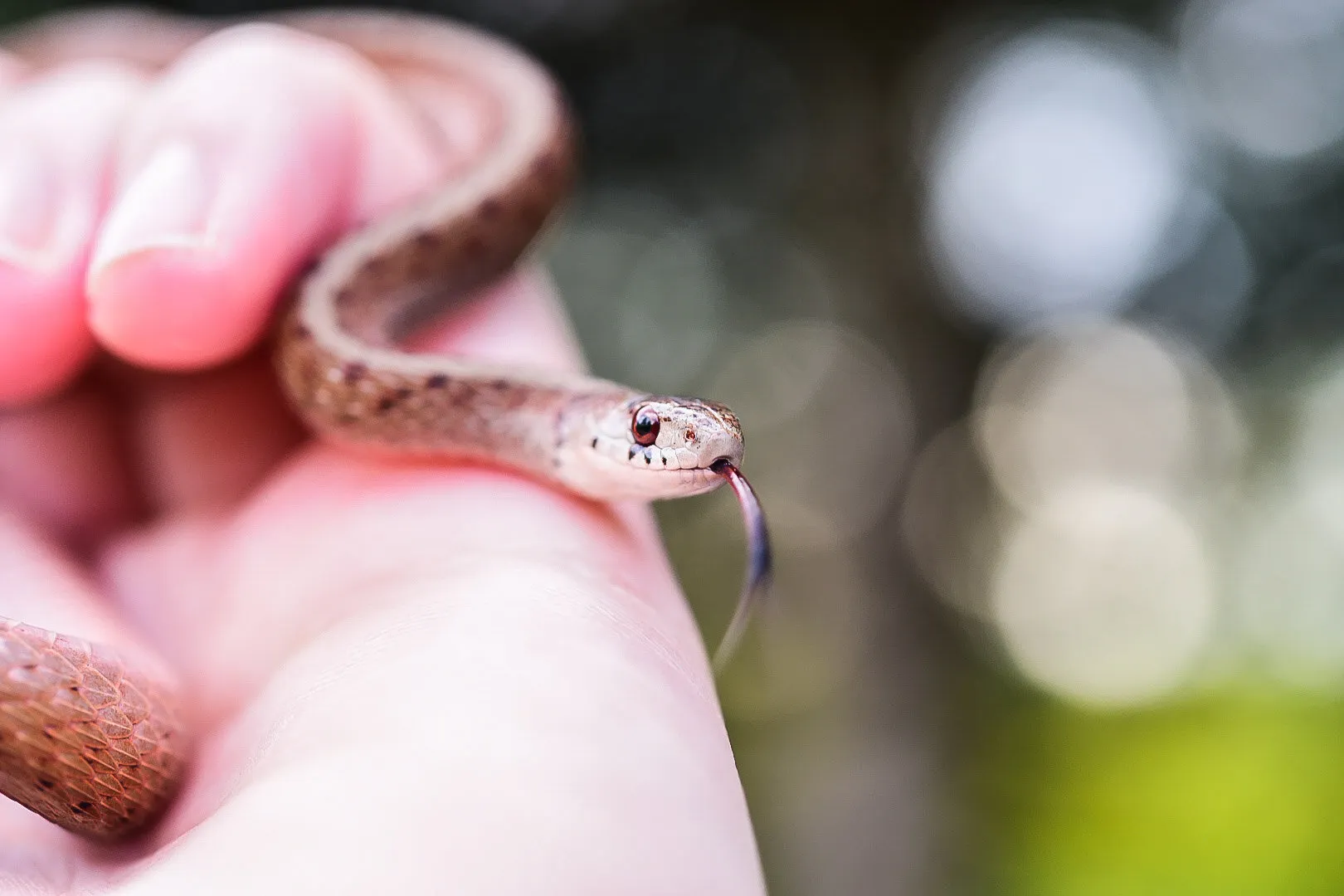 Brown snake