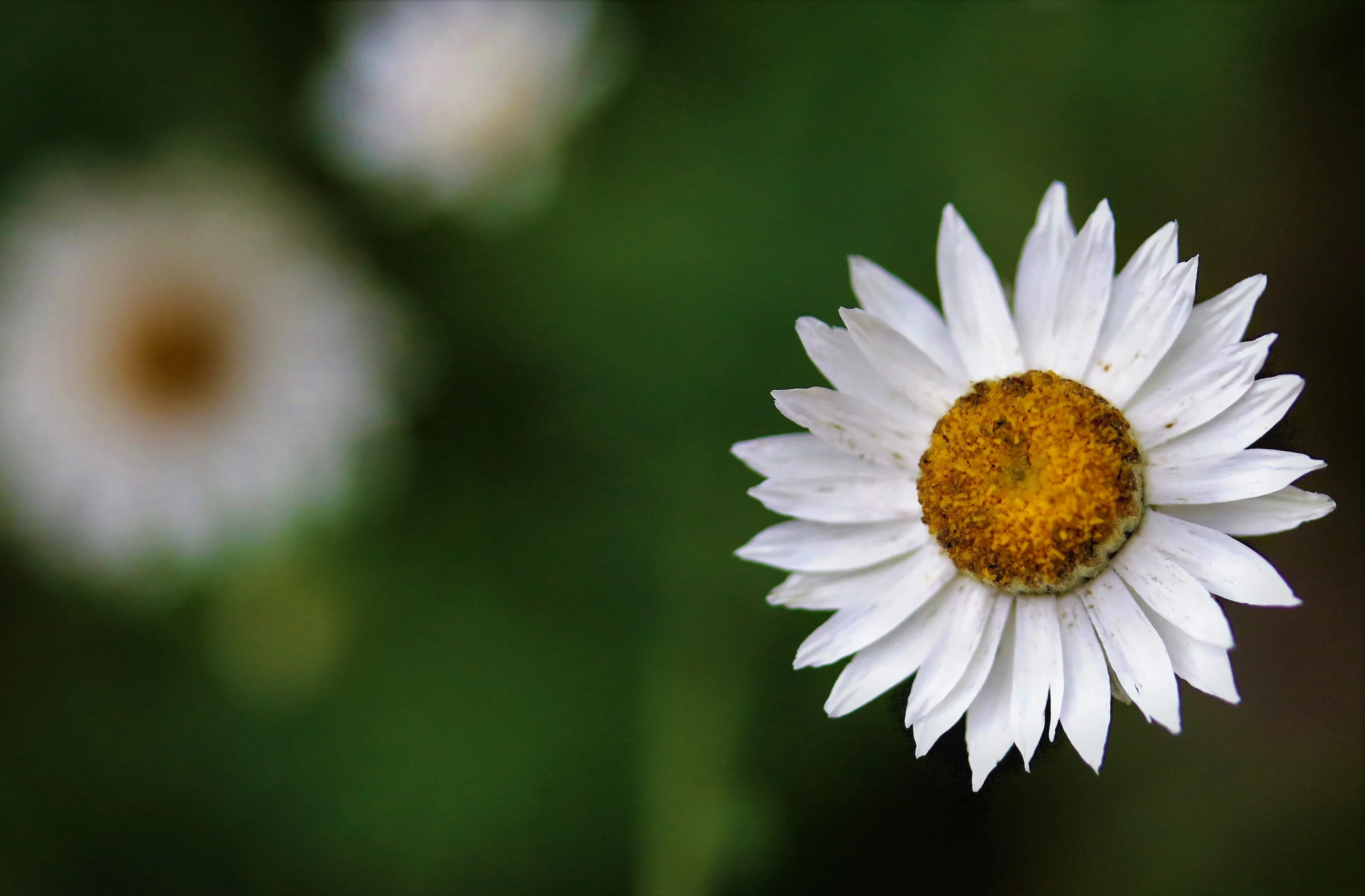 #macro #flowers #landscape