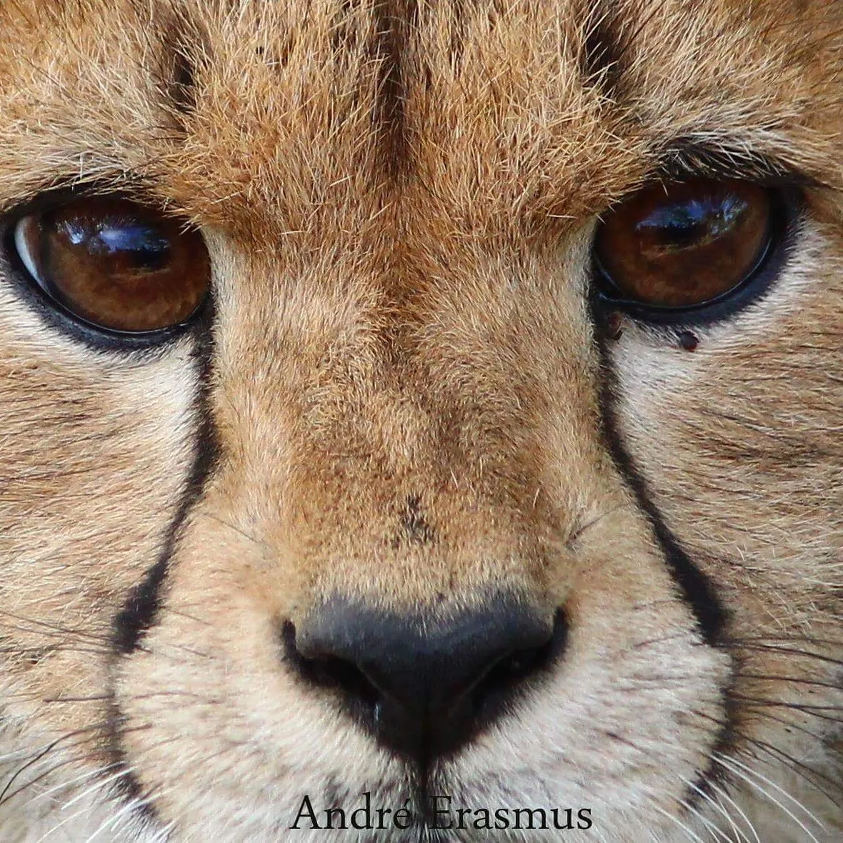 Hungry eyes