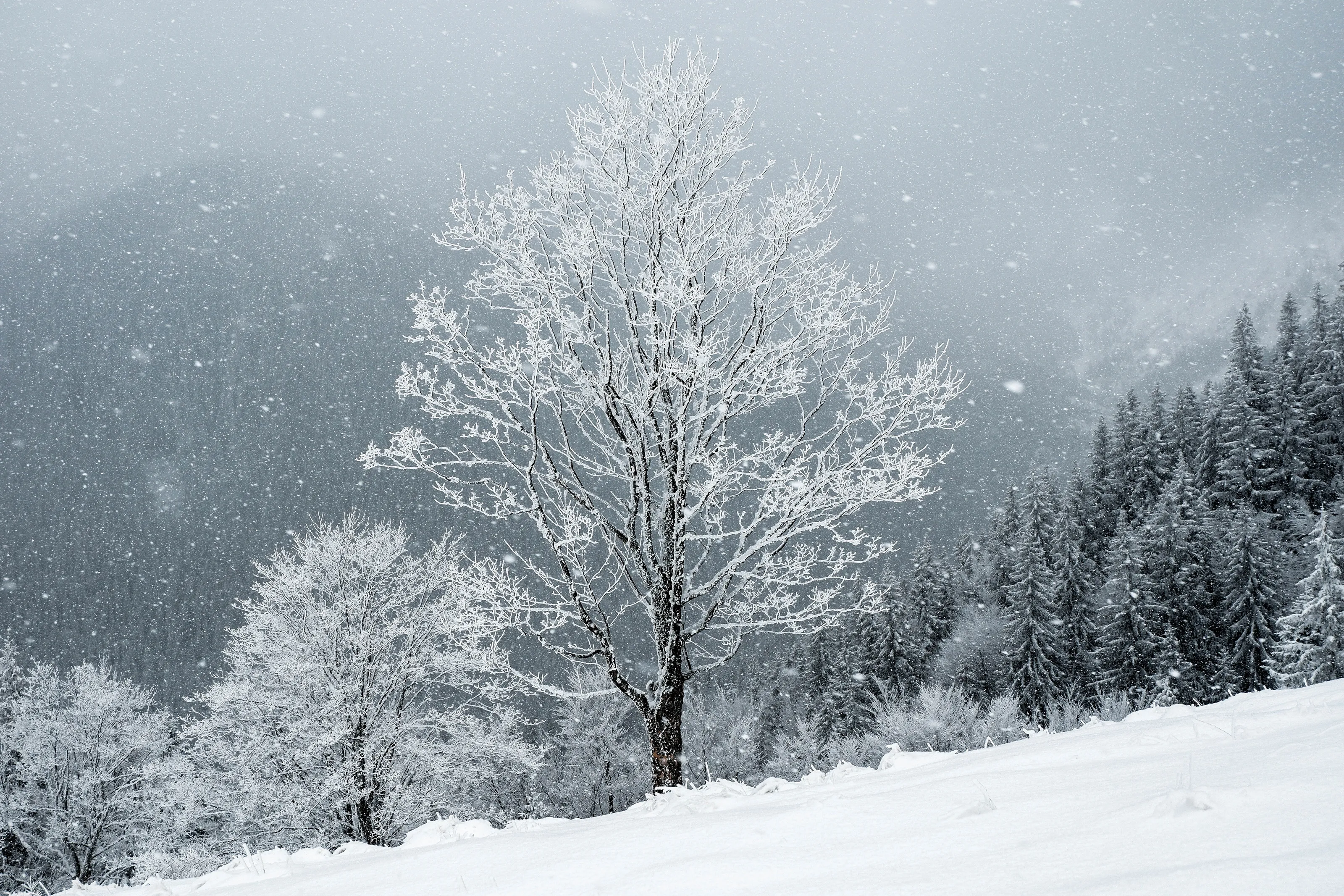 Winter tree