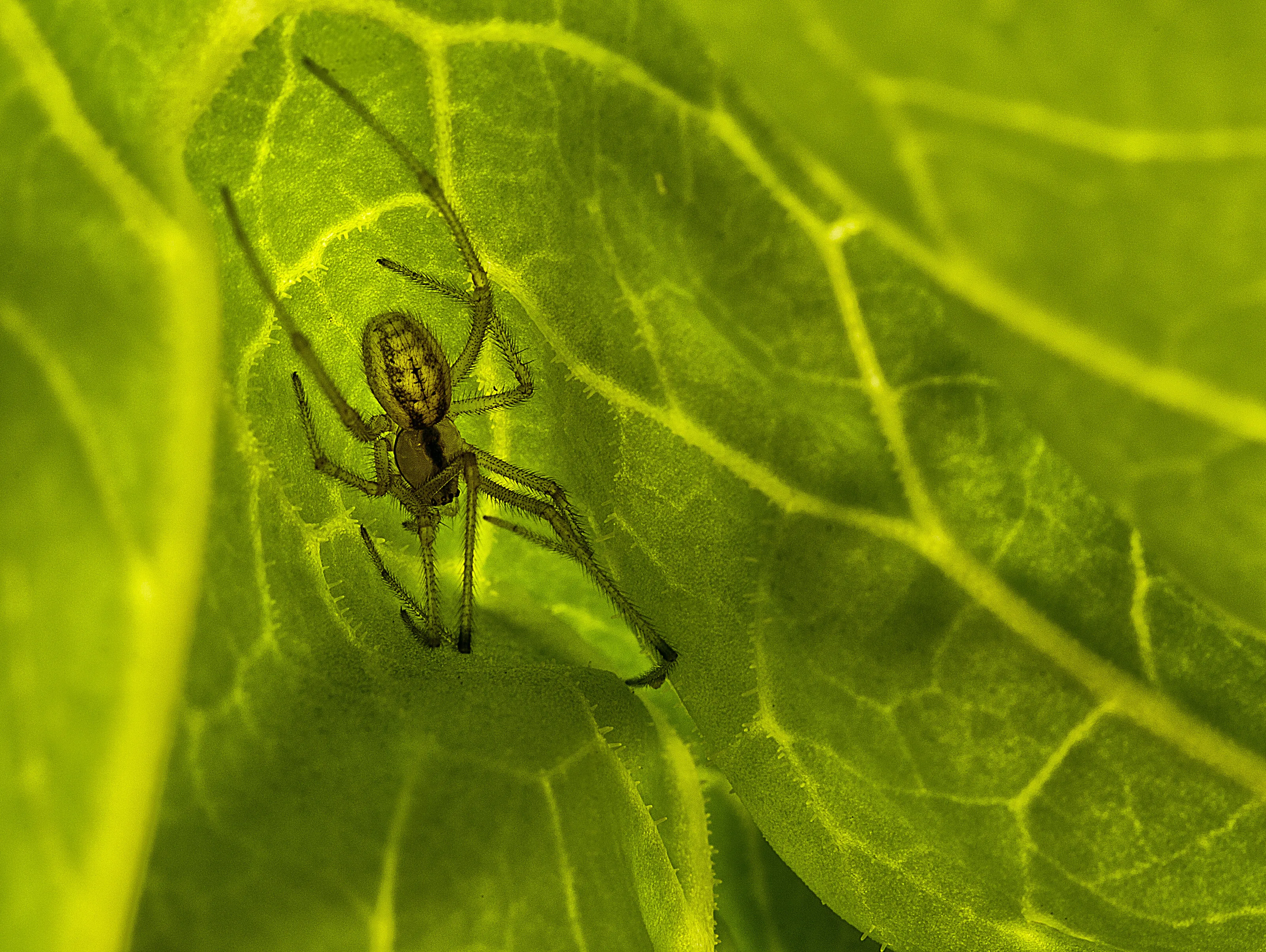 Spider