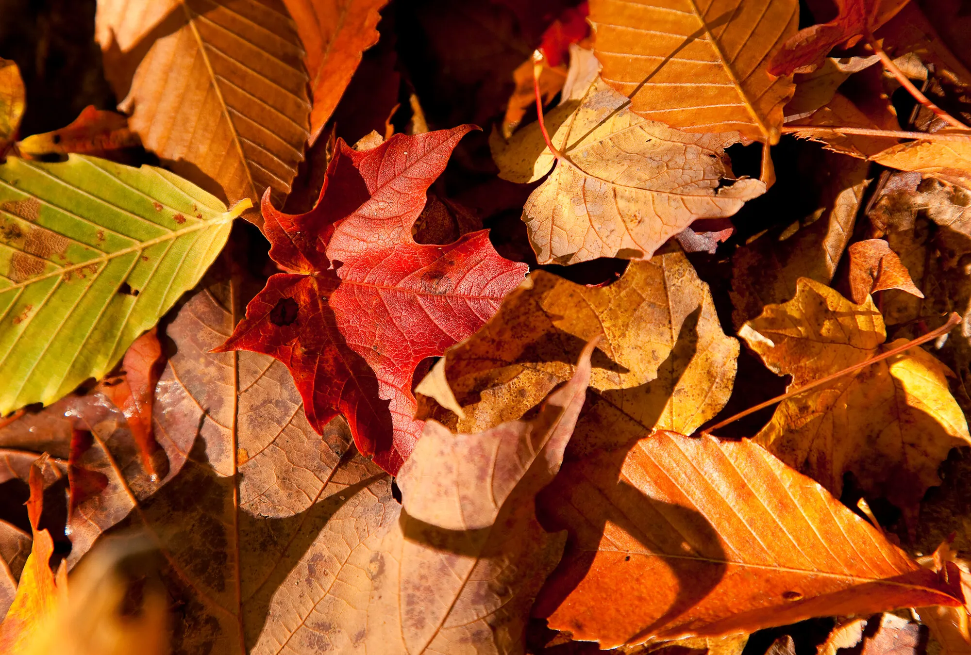 Autumn Leaves