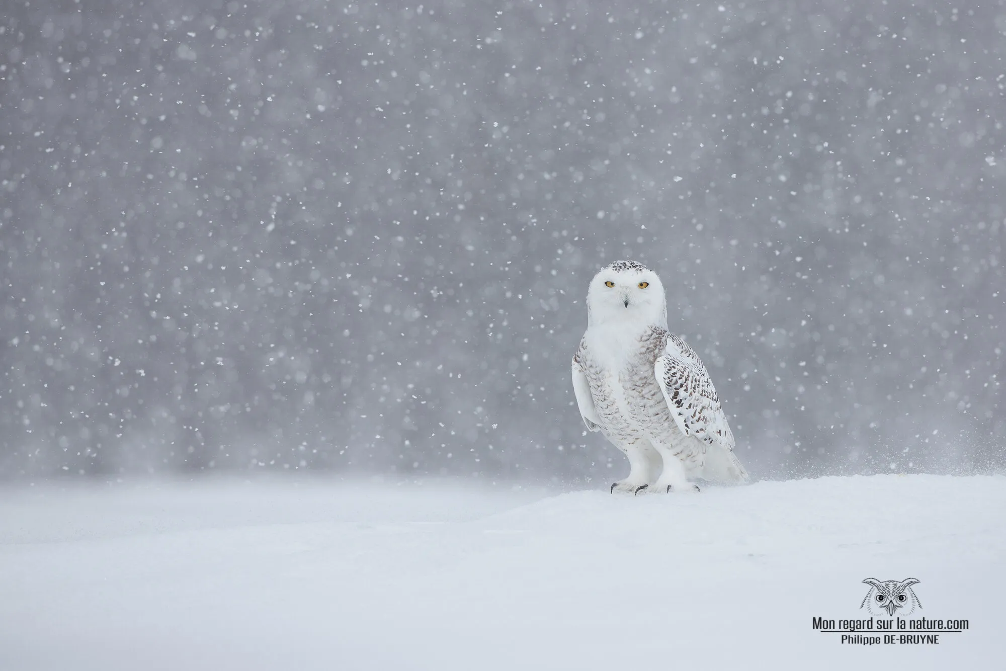 Miss Winter