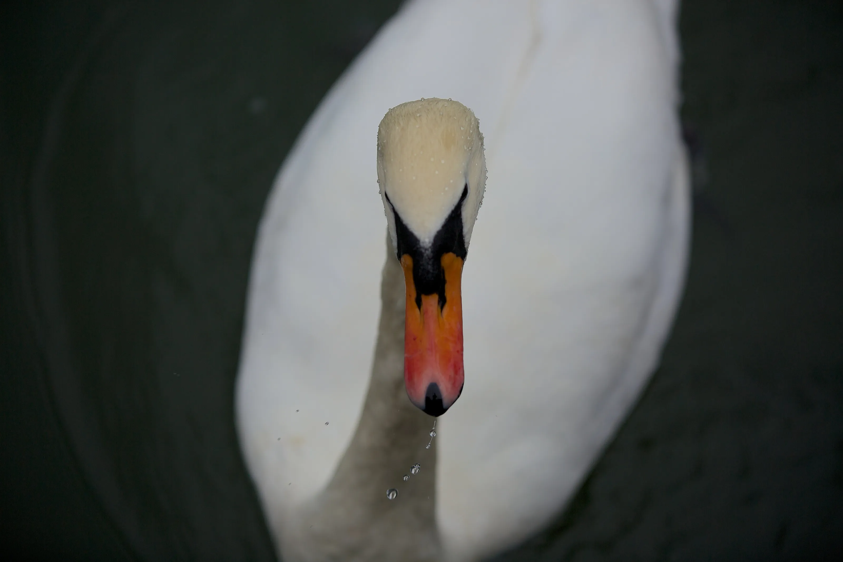 Swan