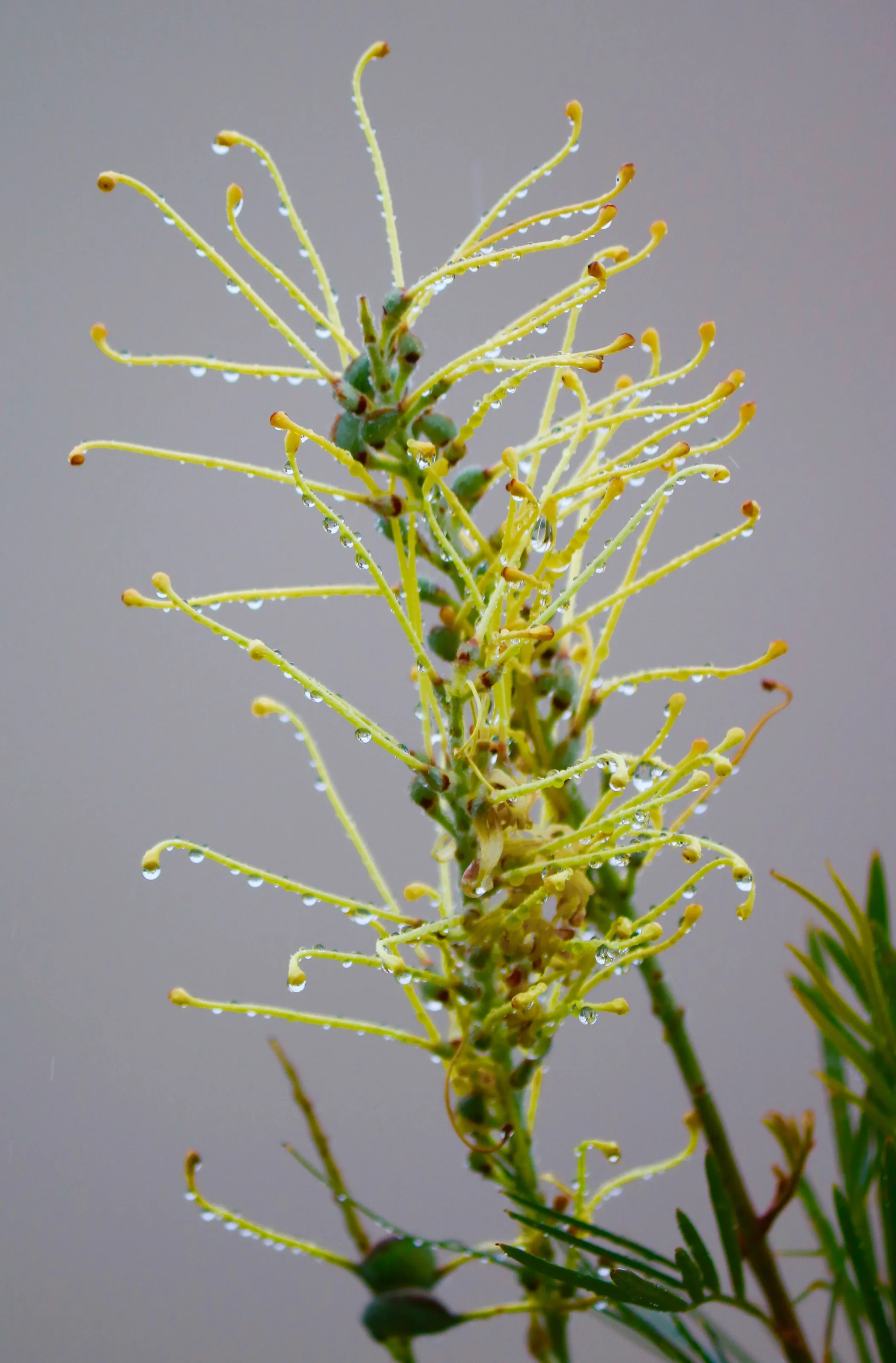 Grevillea Raindrops