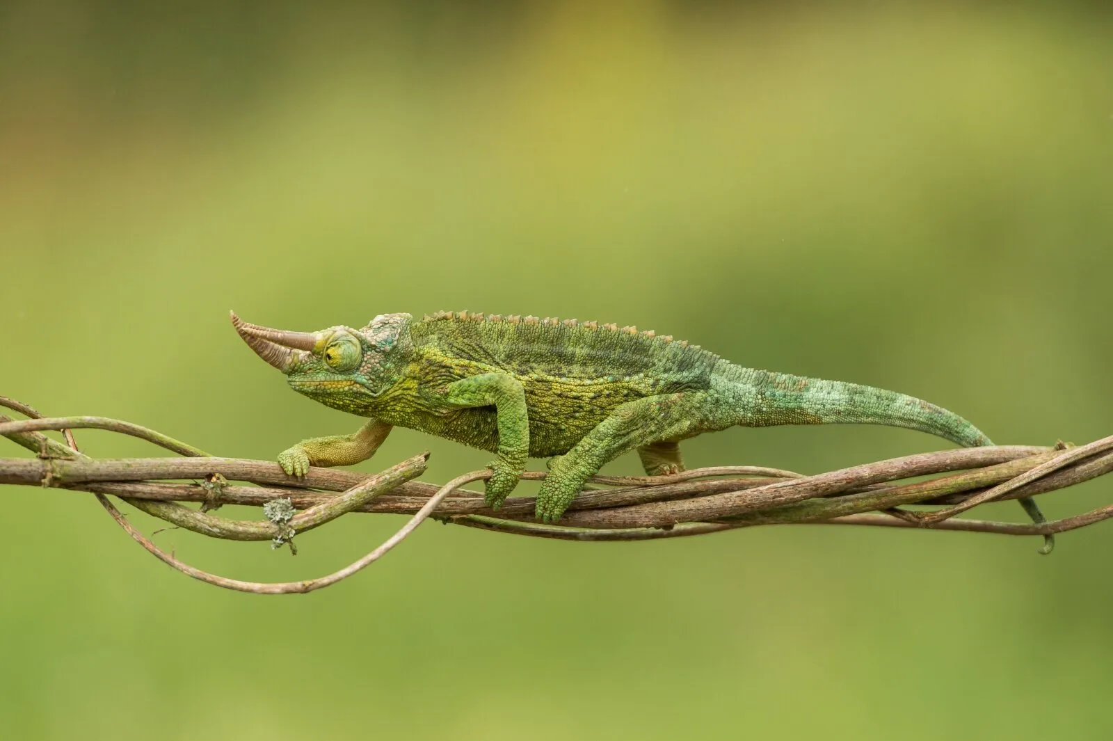 I walk slowly (Jacksons Chameleon)