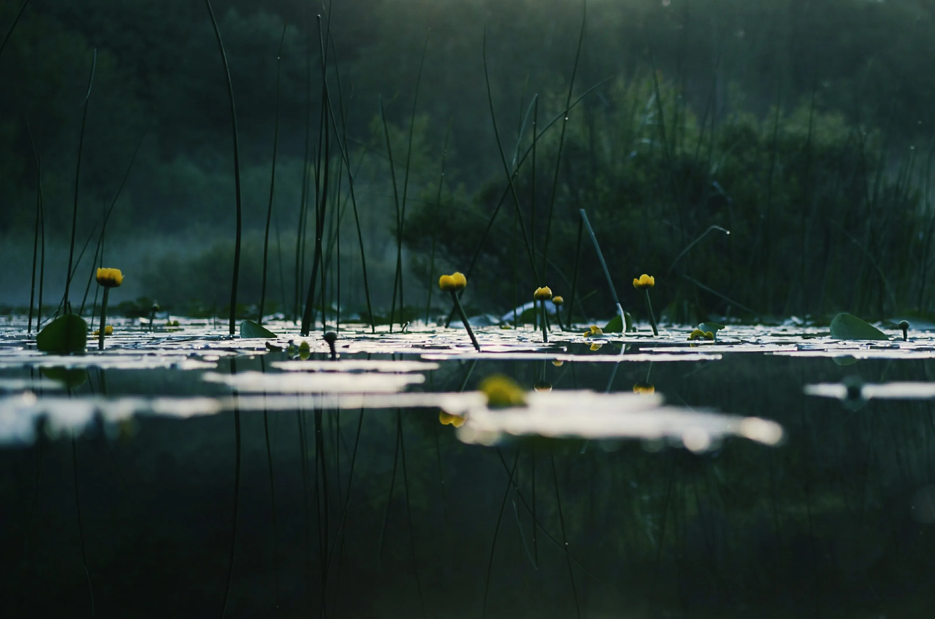 Reflection