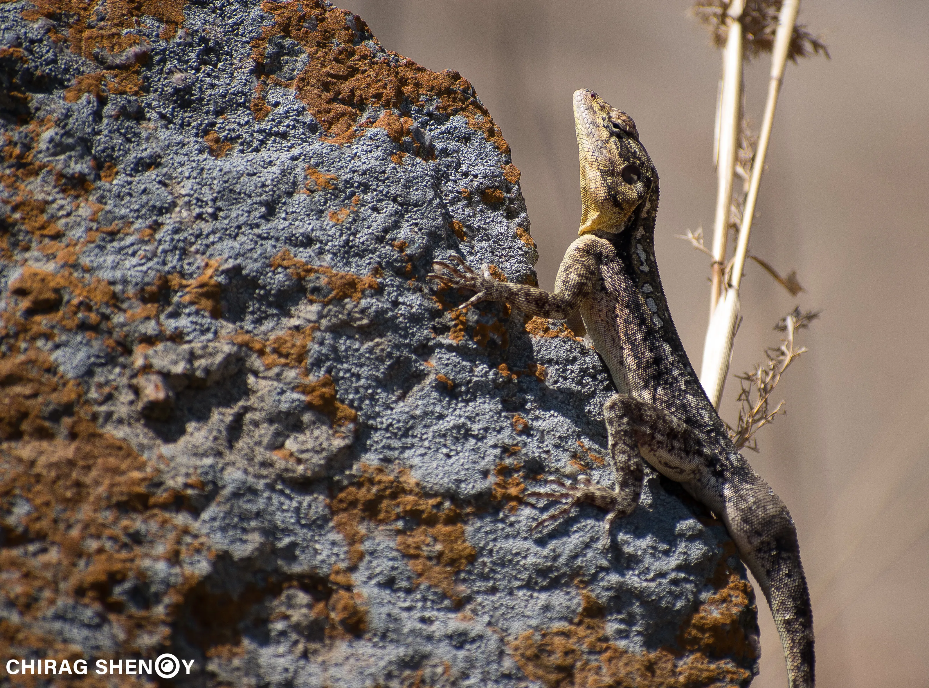 My Sick Peninsular Rock Agama