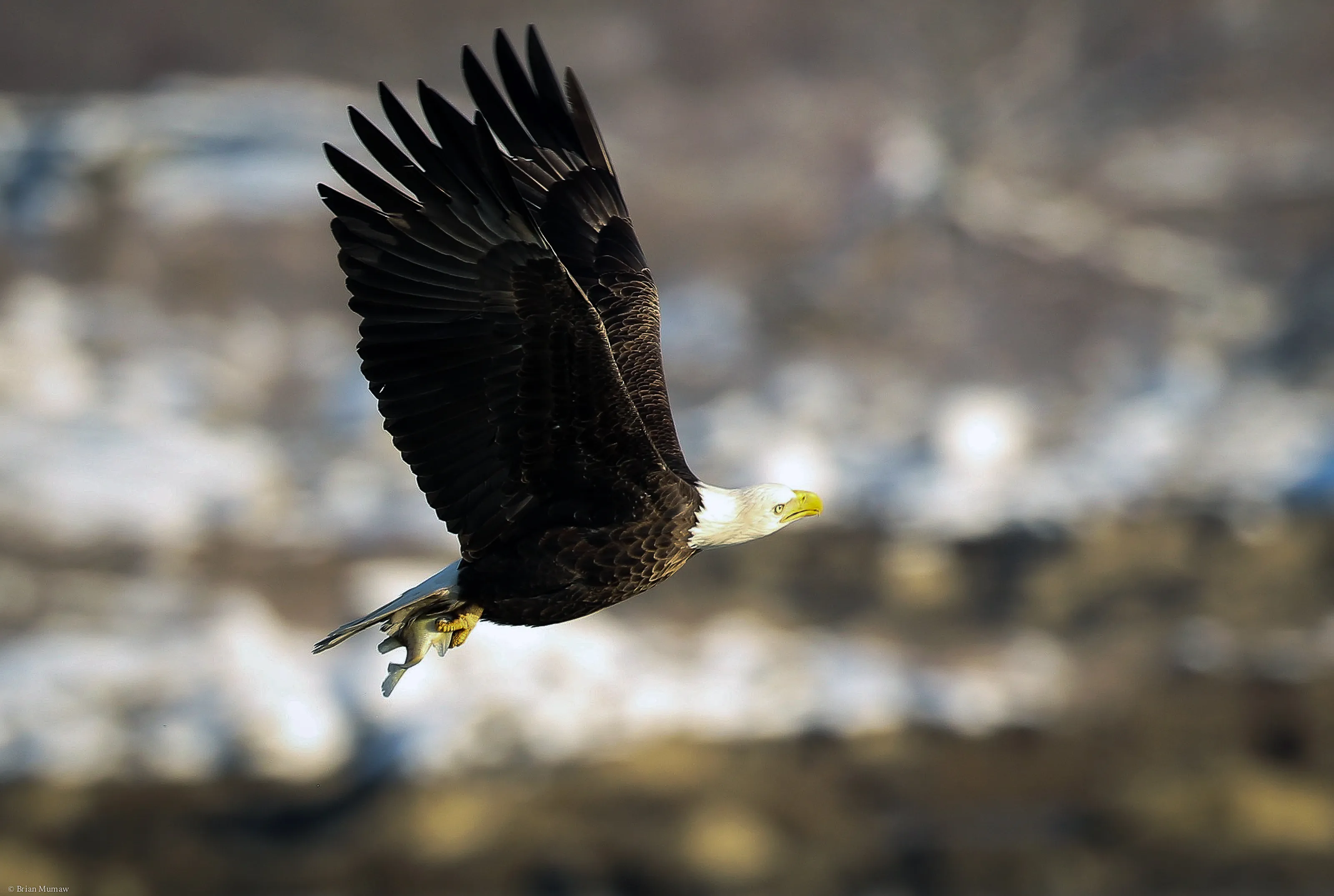 Flying along the river