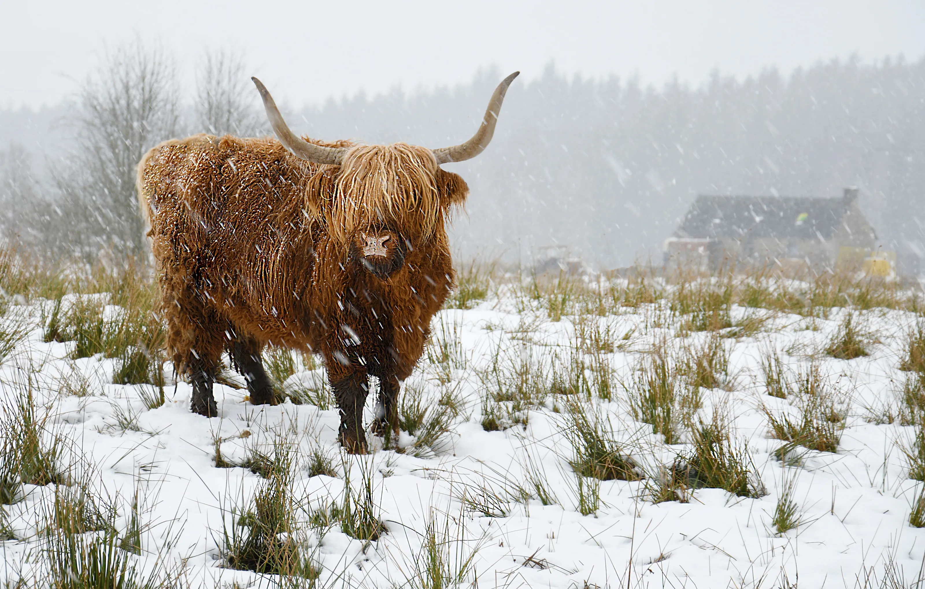 Highland Cow