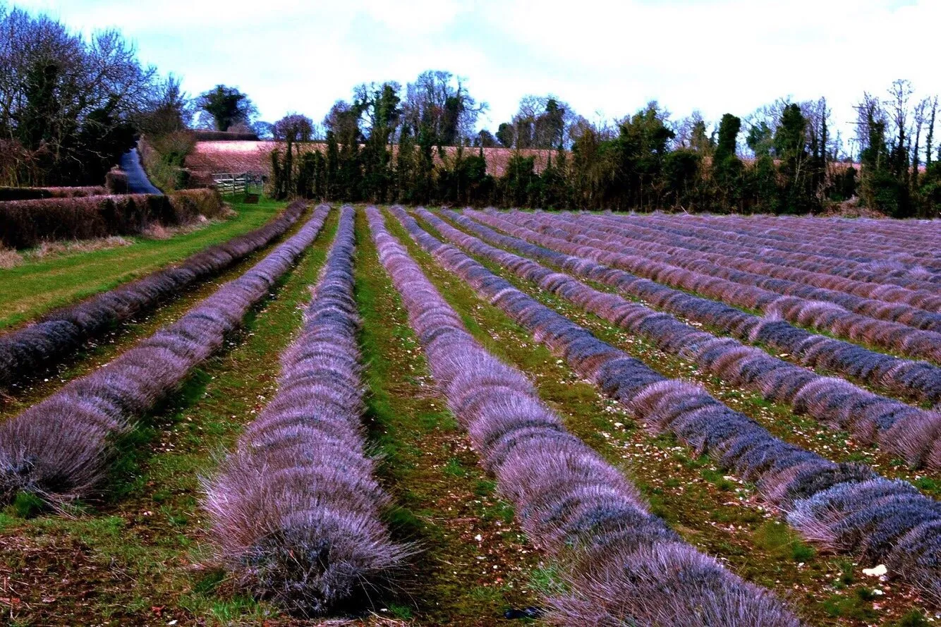 Lavender field