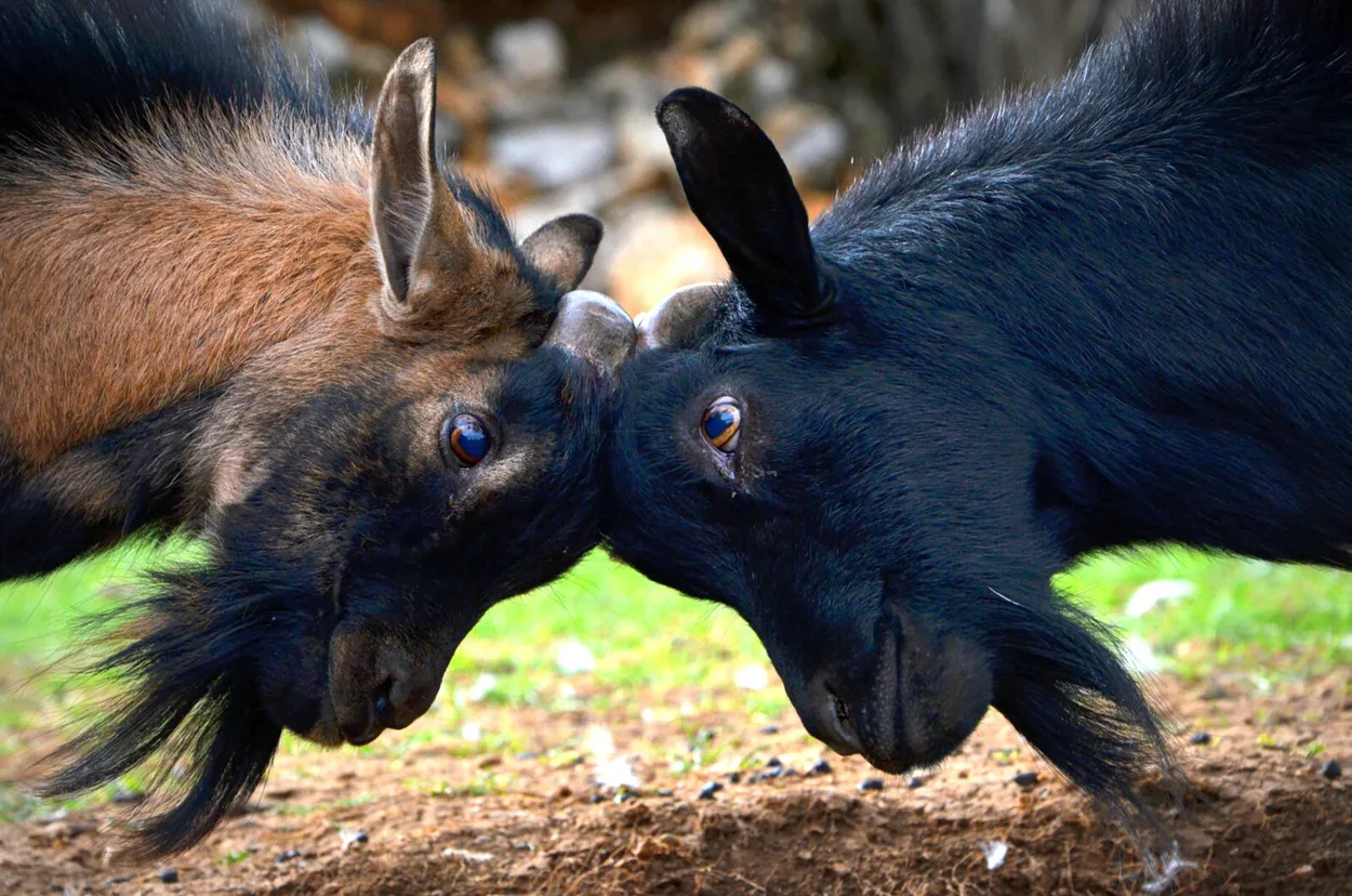 Entry 1764117