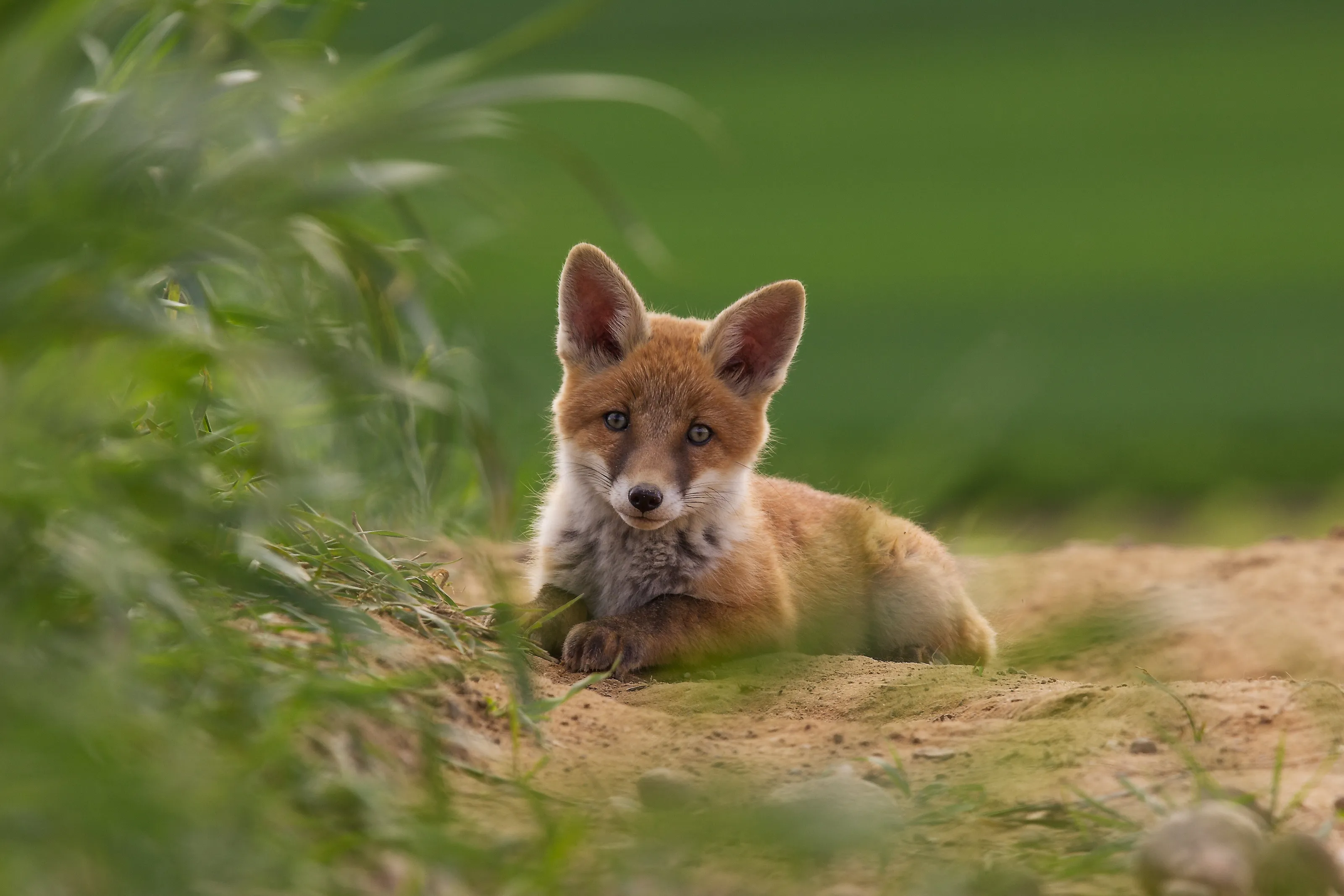 lazy fox