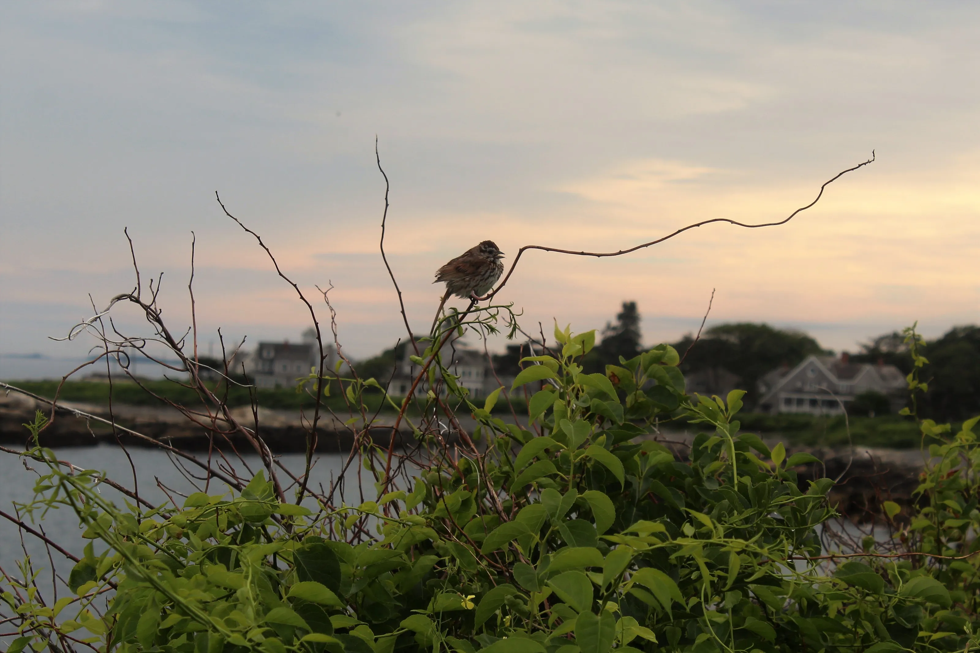 Song Sparrow