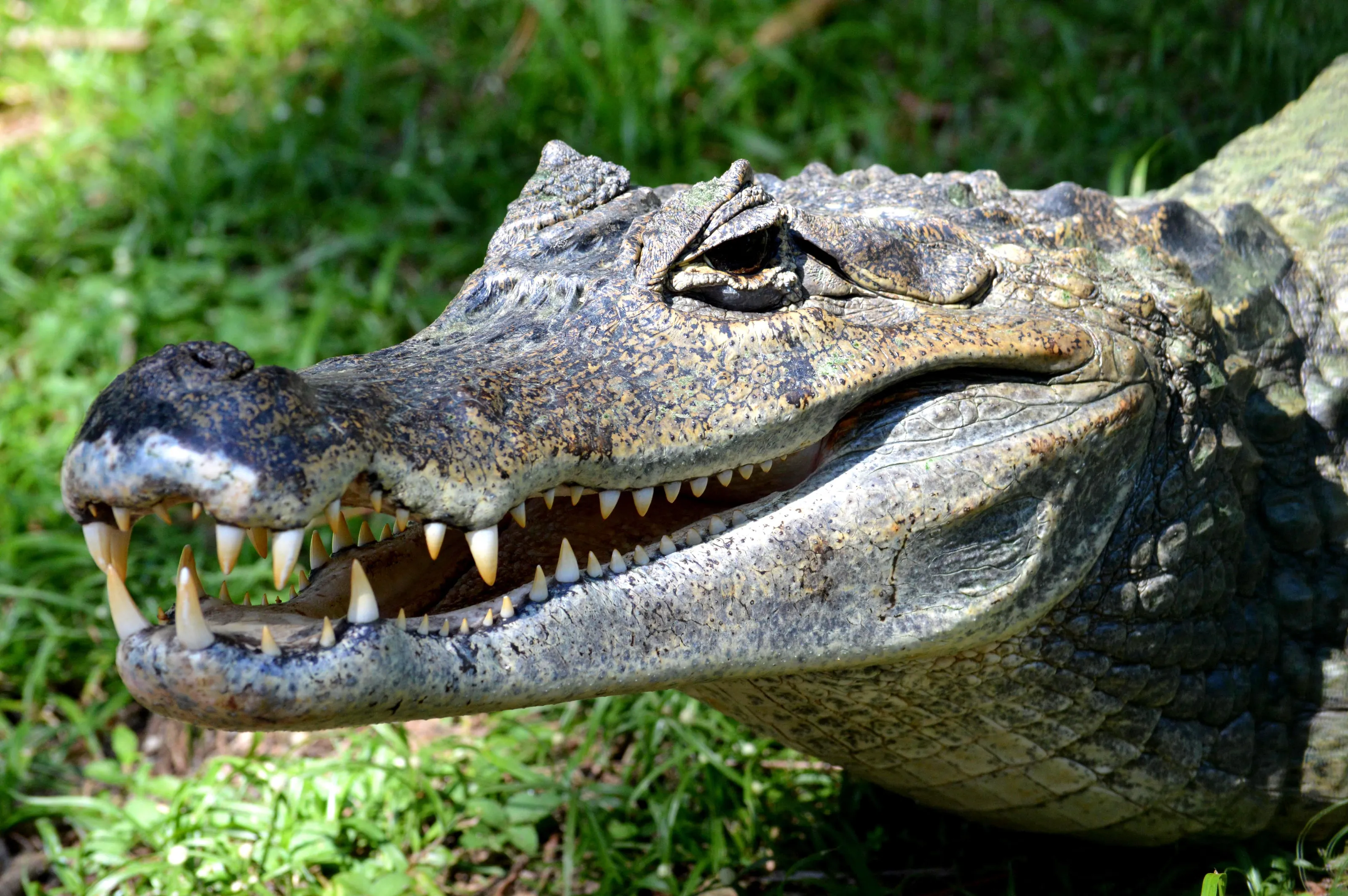 Smile for the Camera