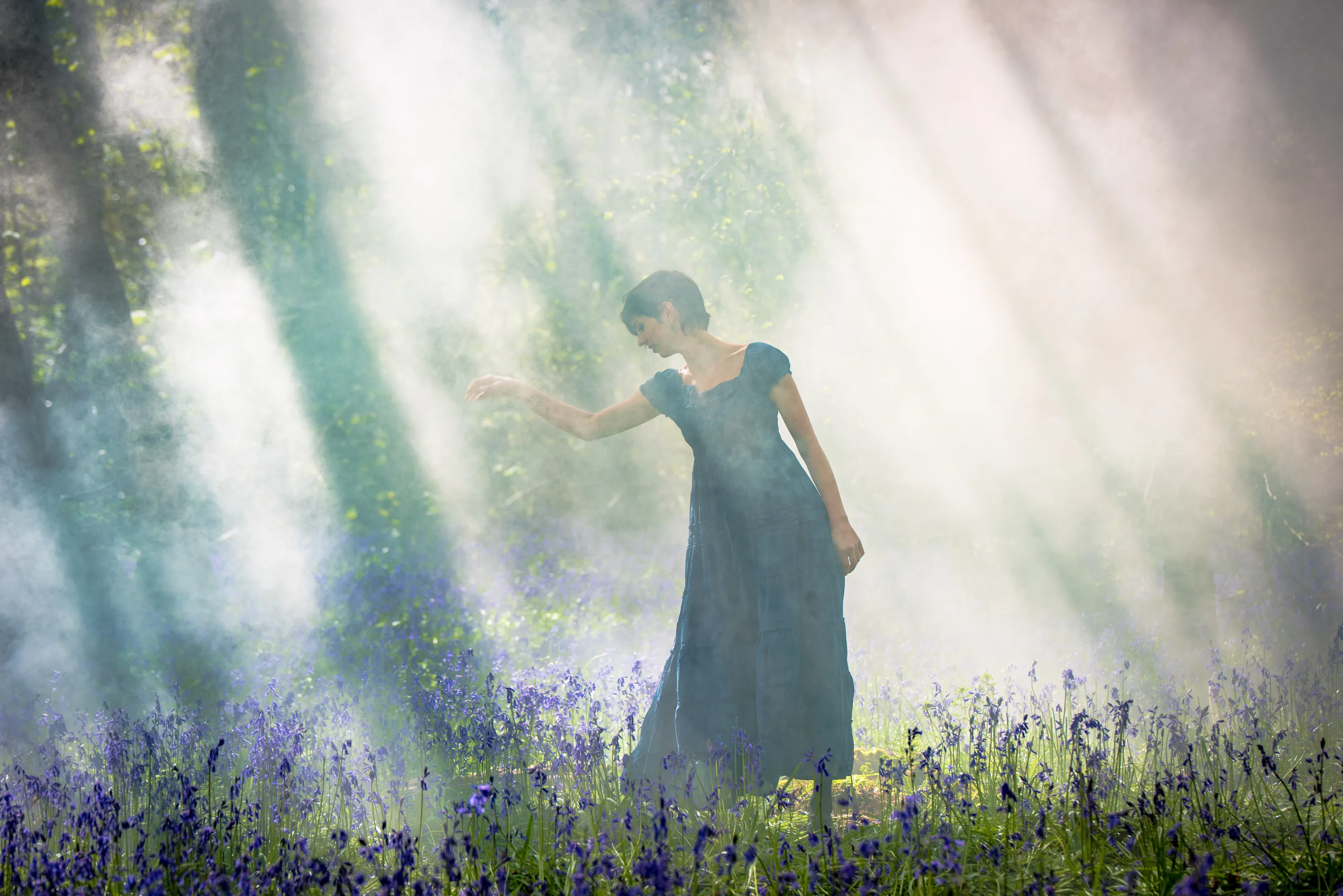 Bluebells at dawn