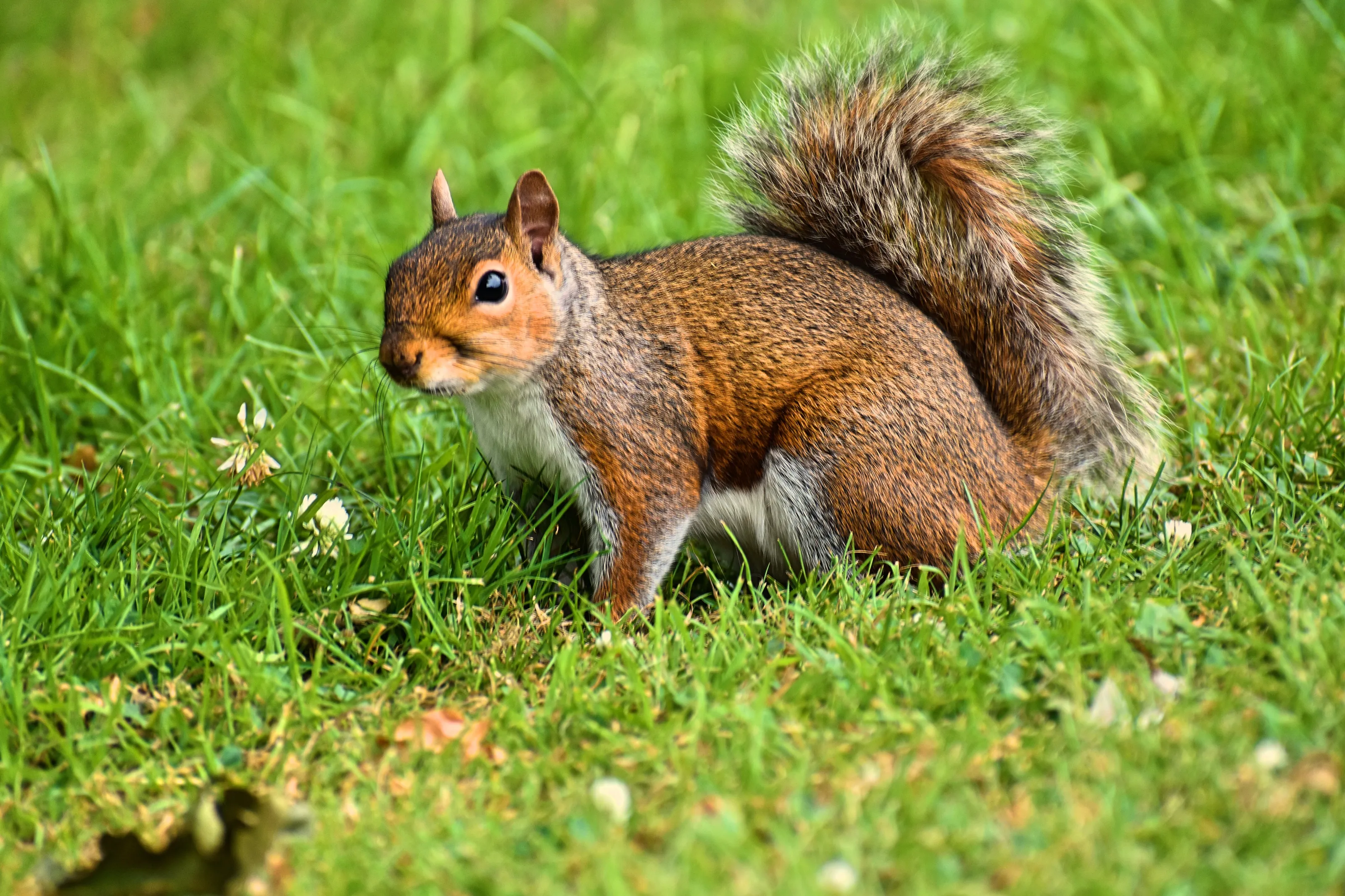 Squirrel