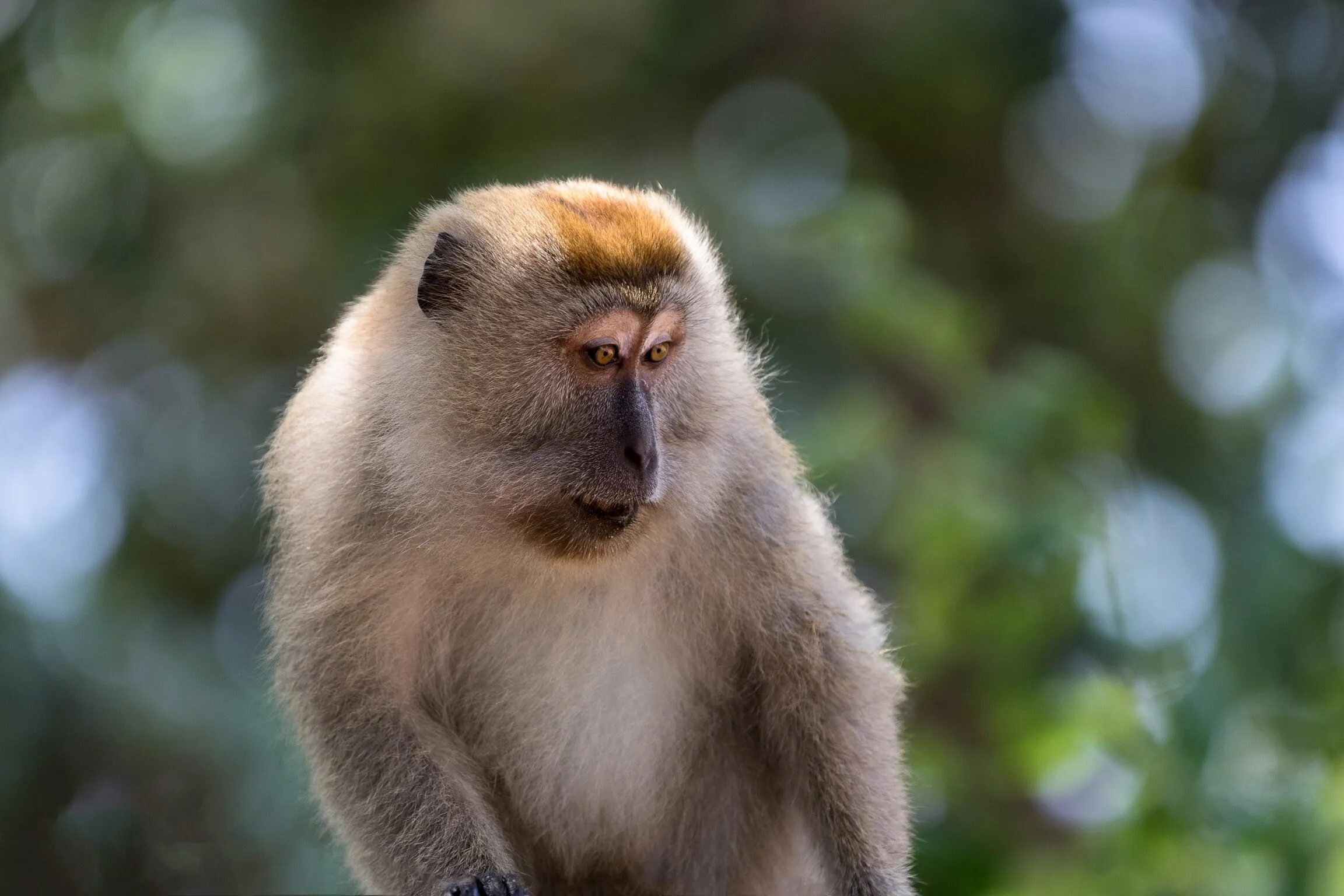Wild Monkey