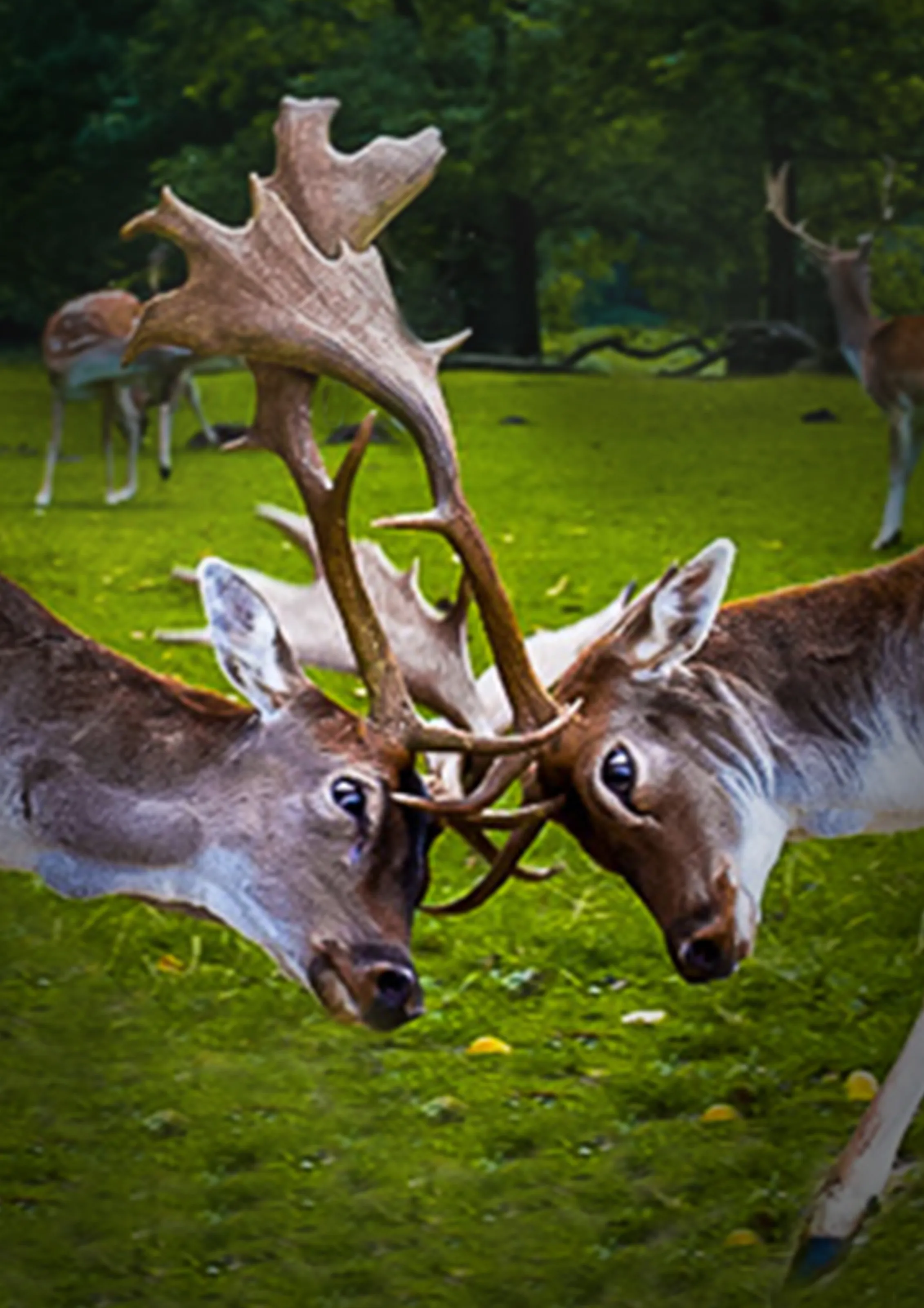 Rut