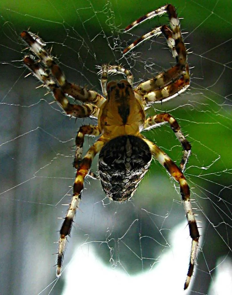 spider in the truck