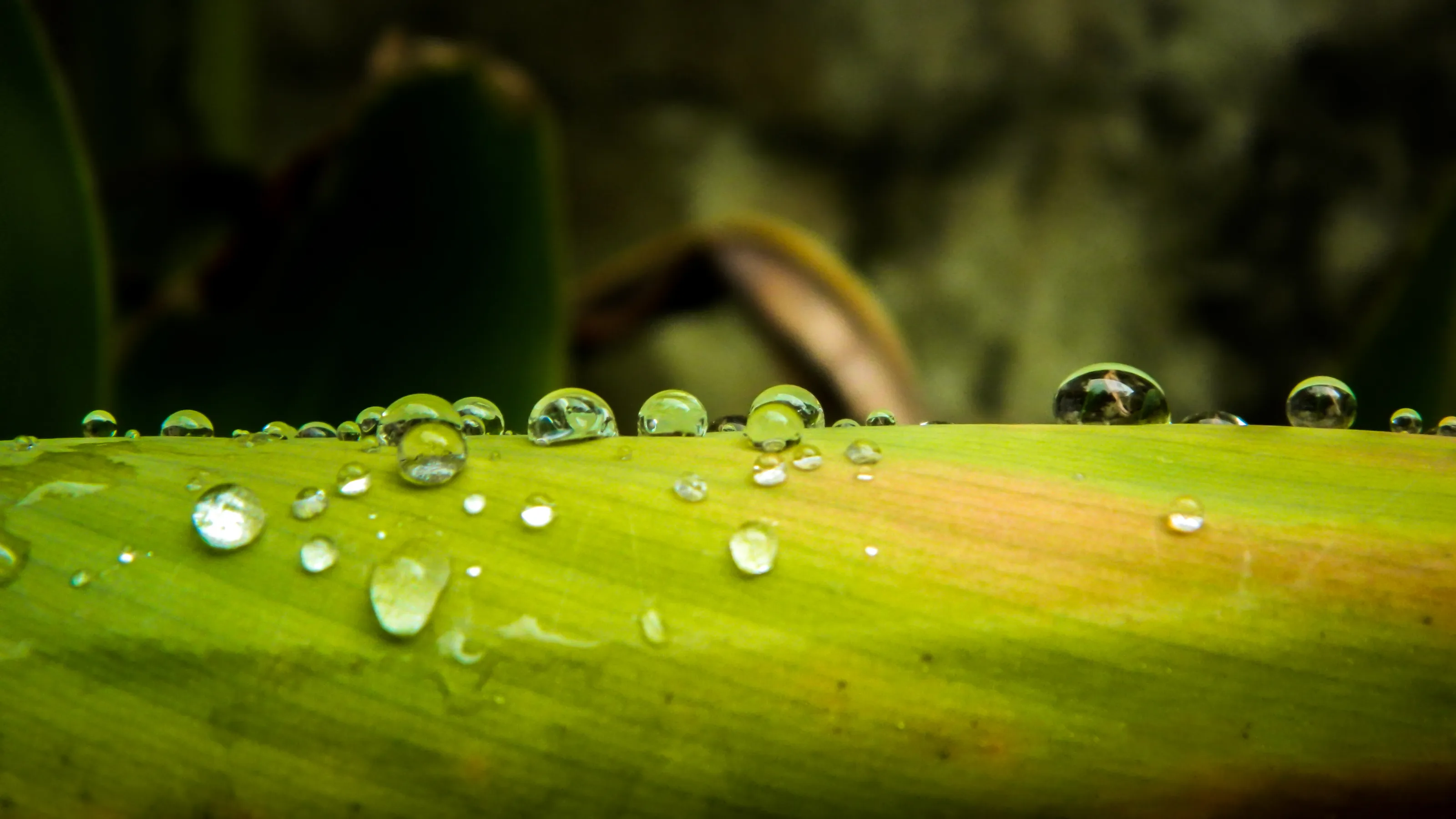 Waterdrops on leaf