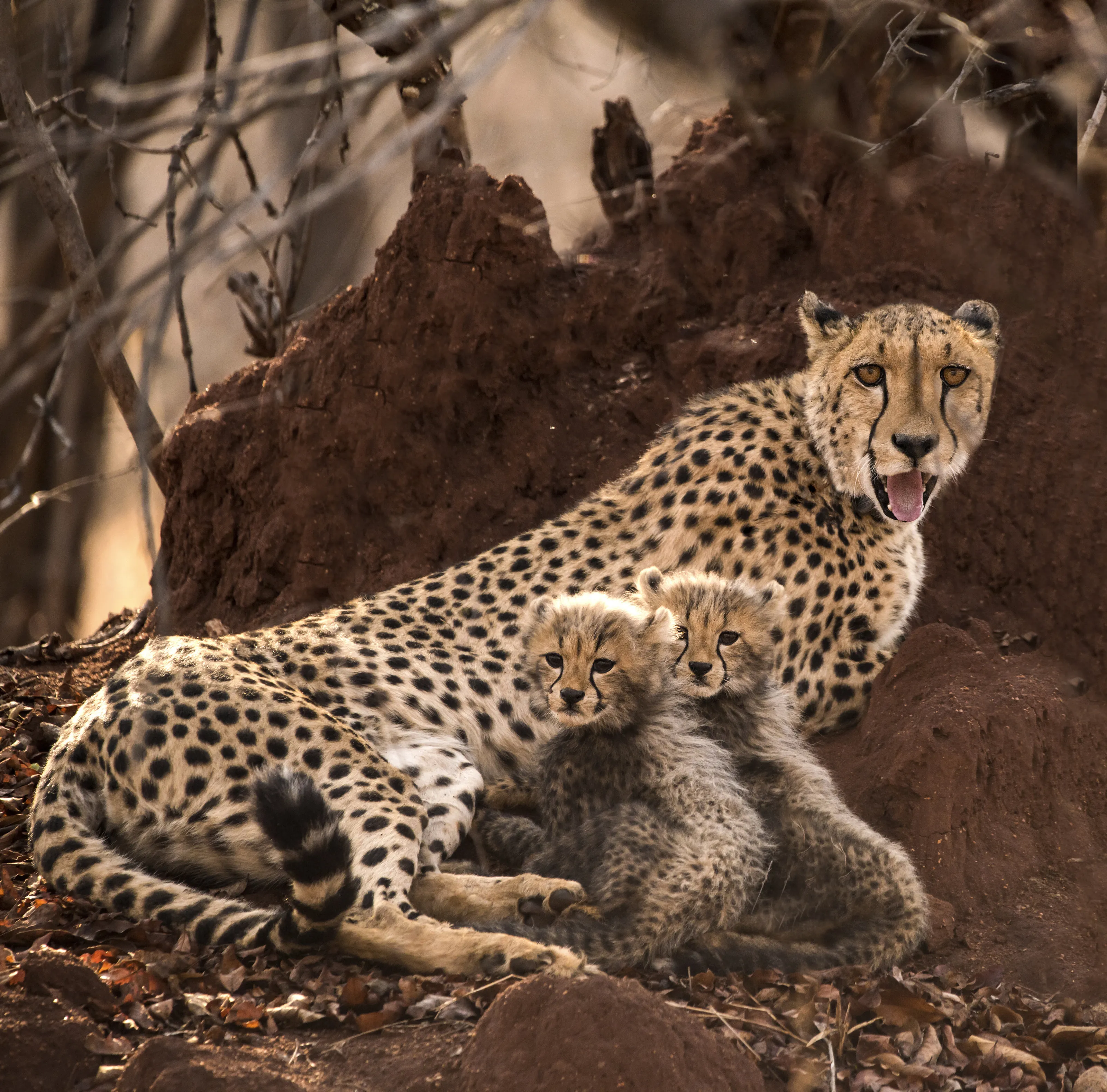 Cheetah in Africa