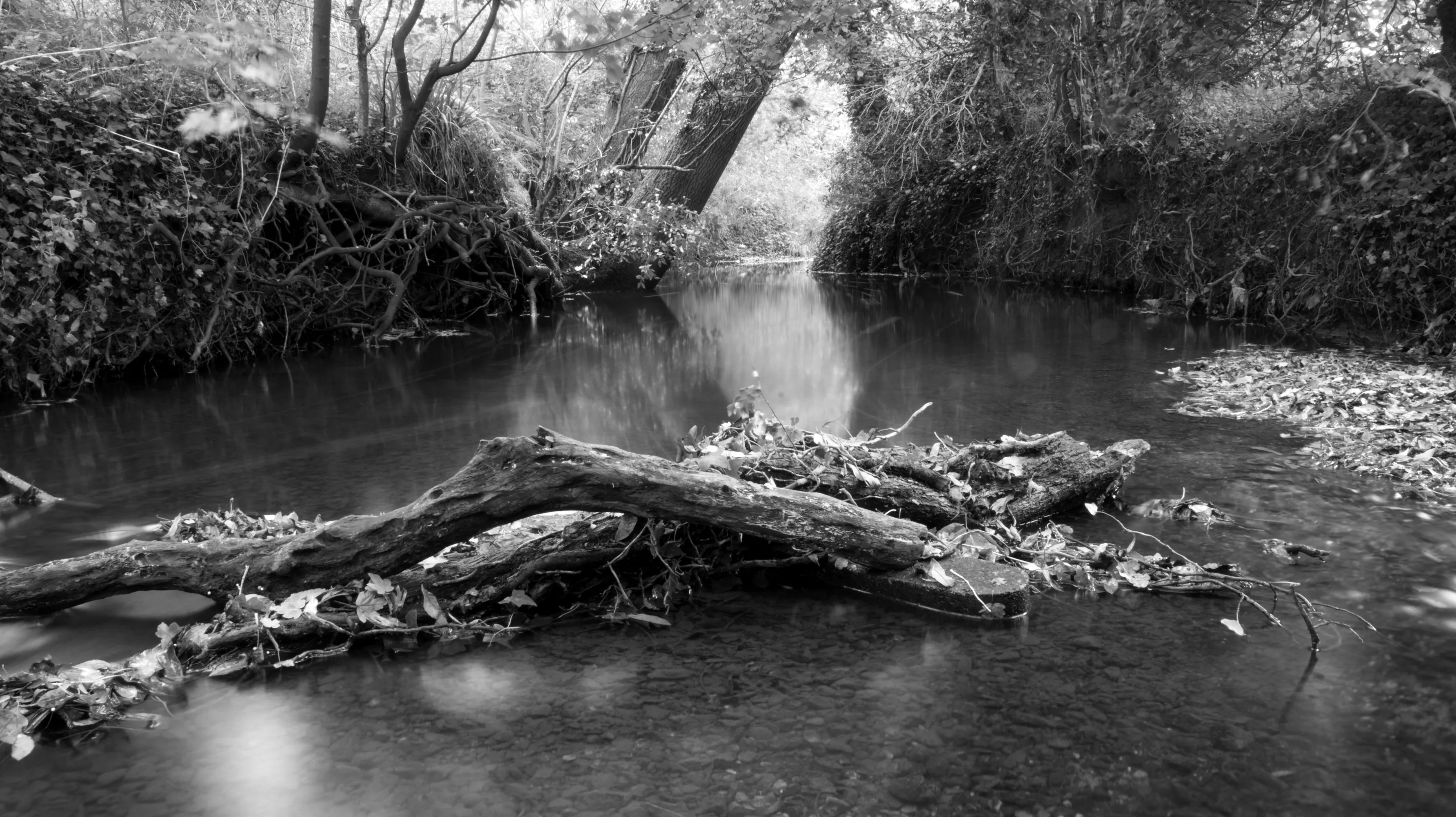 Tranquil waters