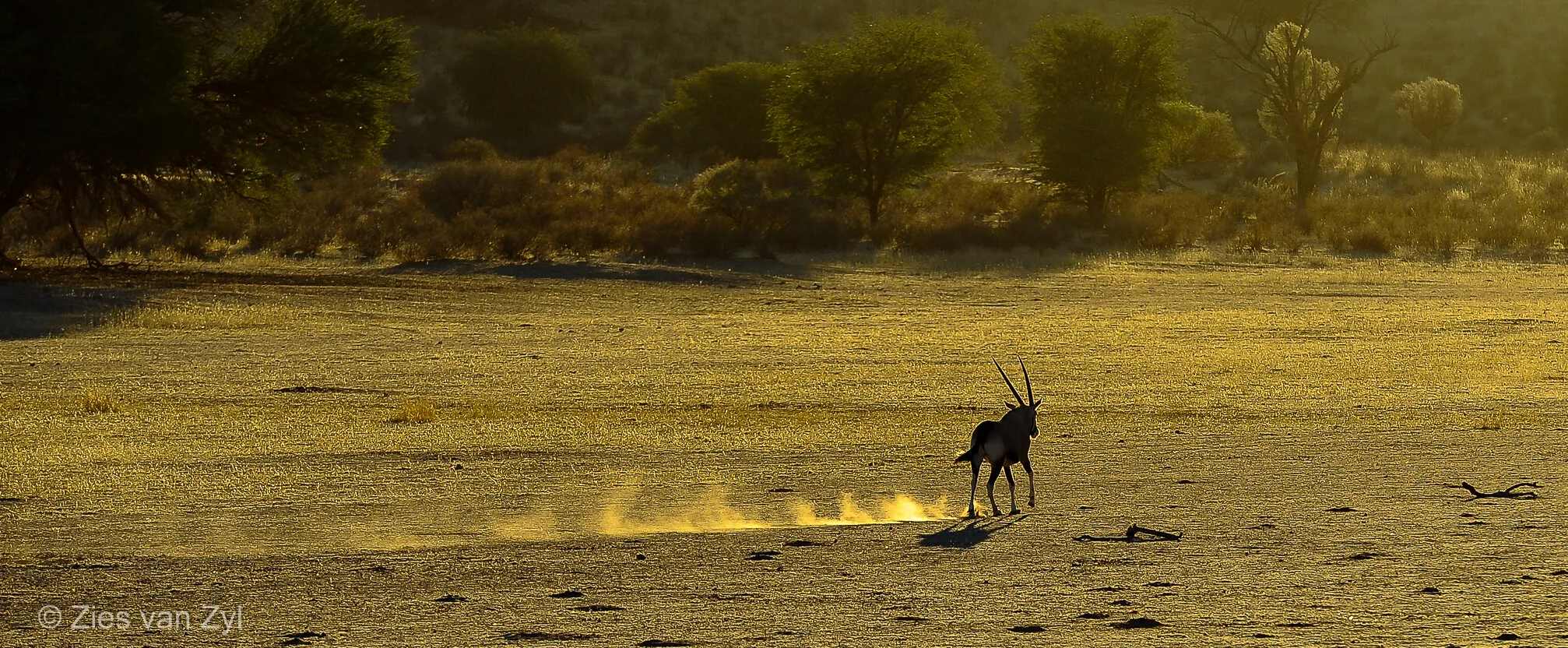 "Golden Dust"