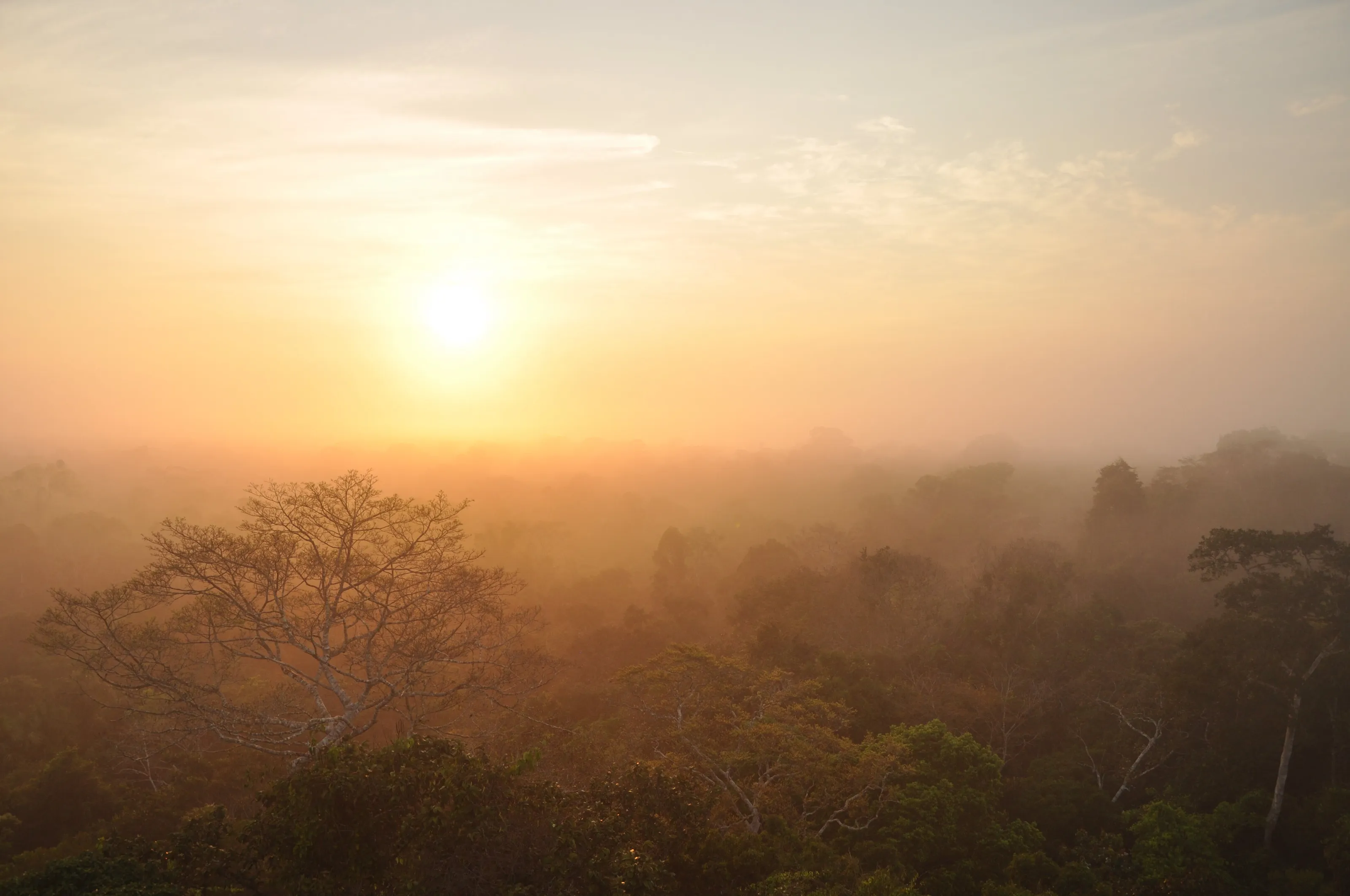 Sunrise in the Amazon