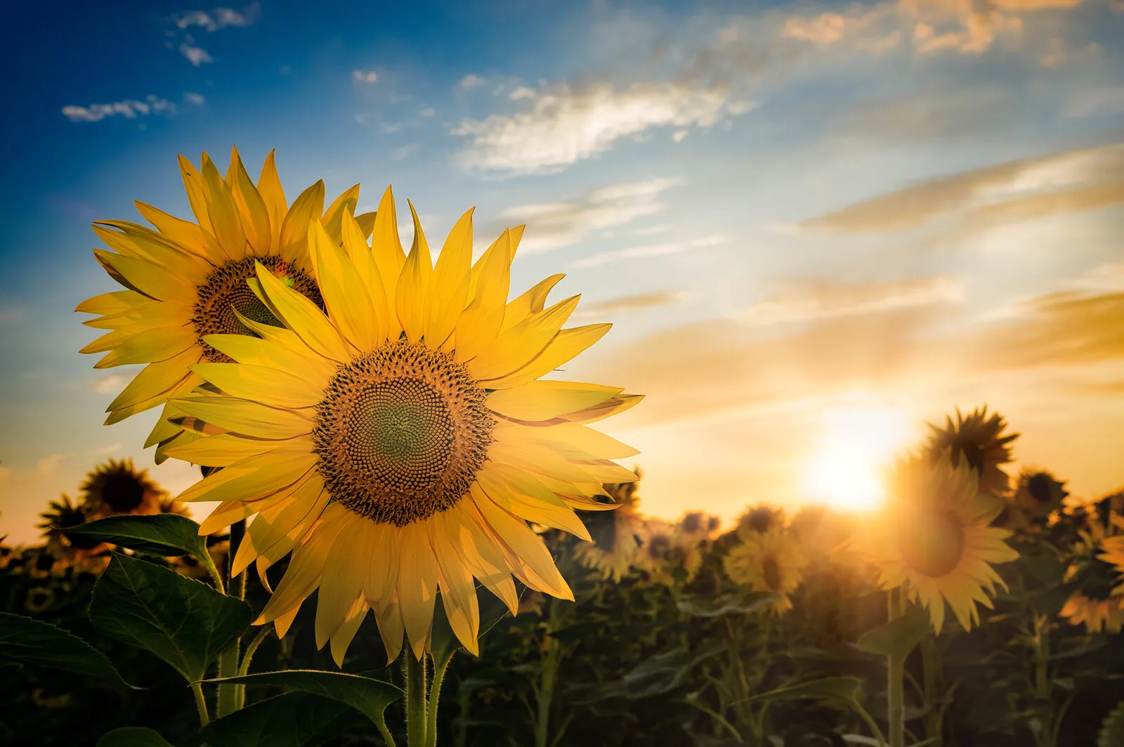 Sunflowers