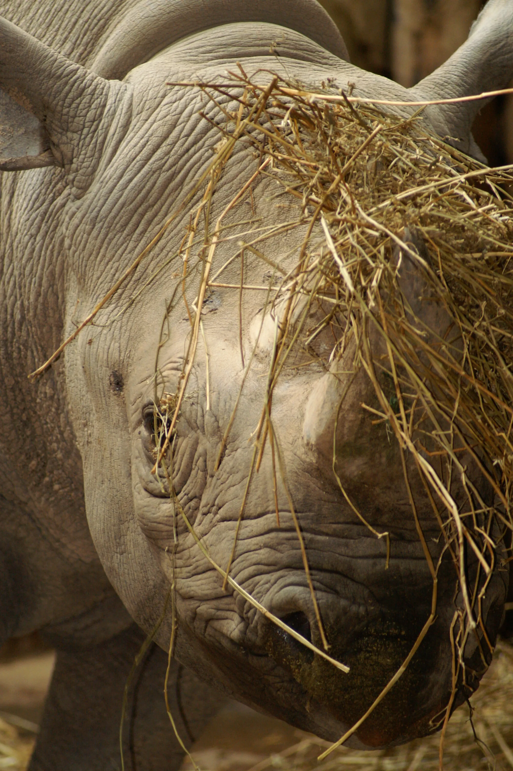 rhino hay