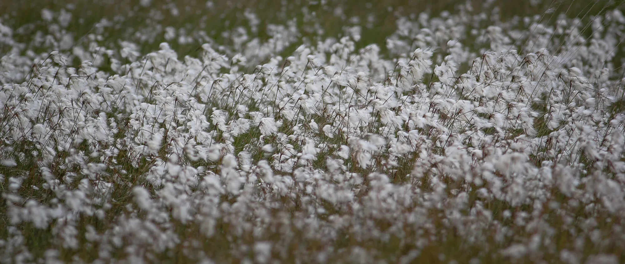 Cotton Grass