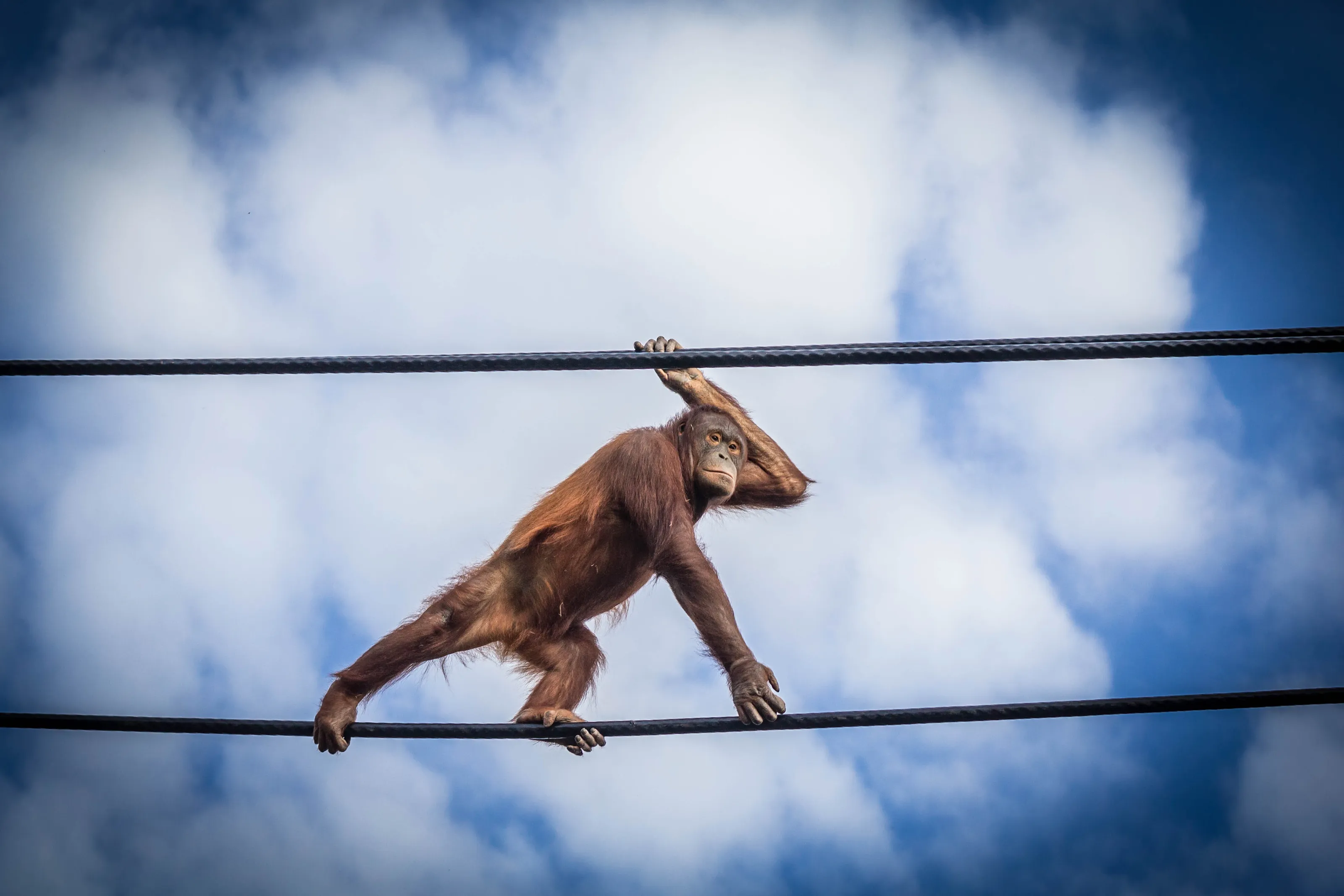 Orangutan - Climbing above and beyond.