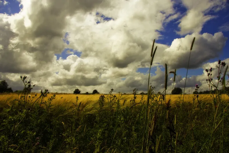 Summer Field