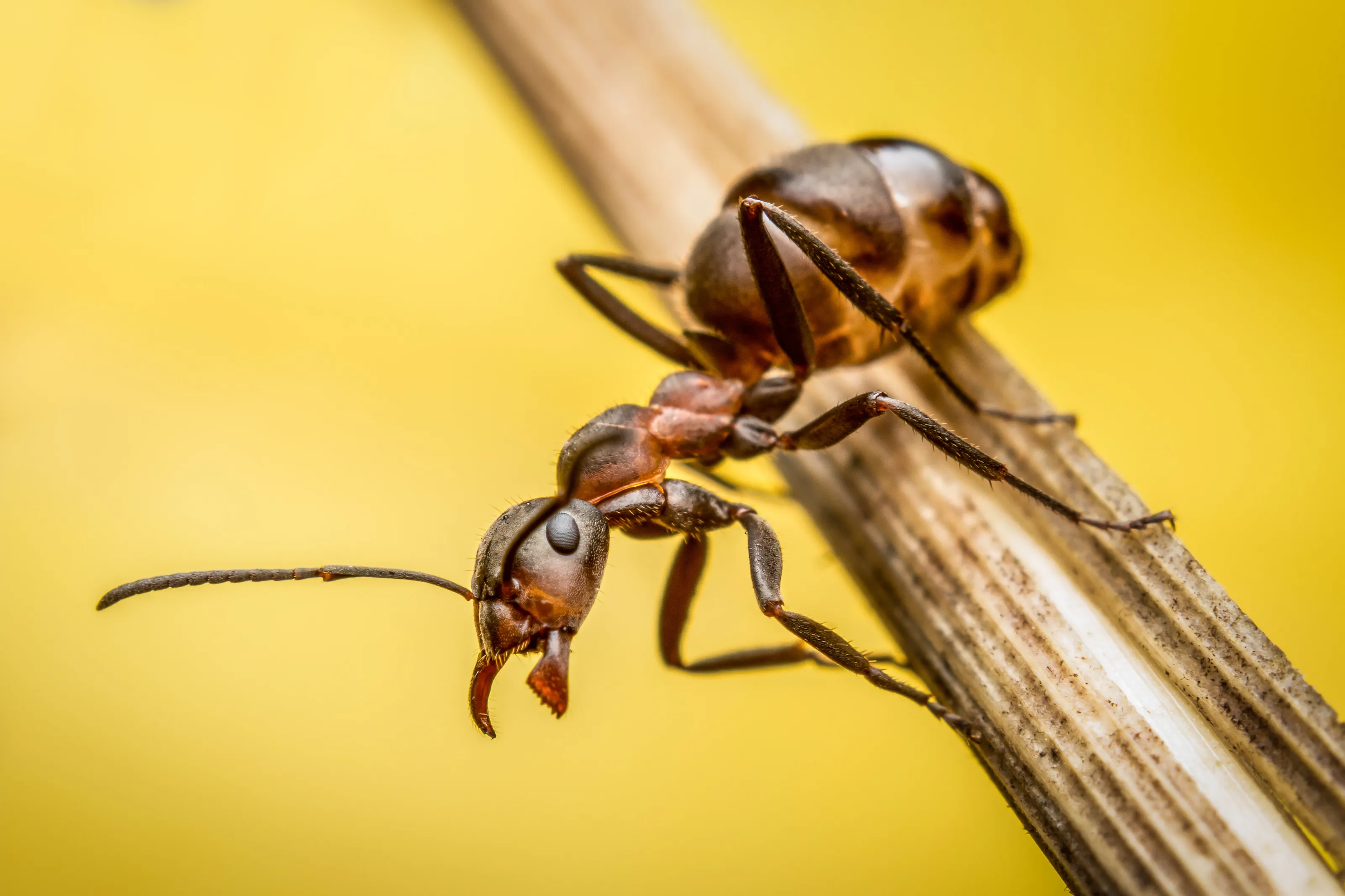 Angry ANT