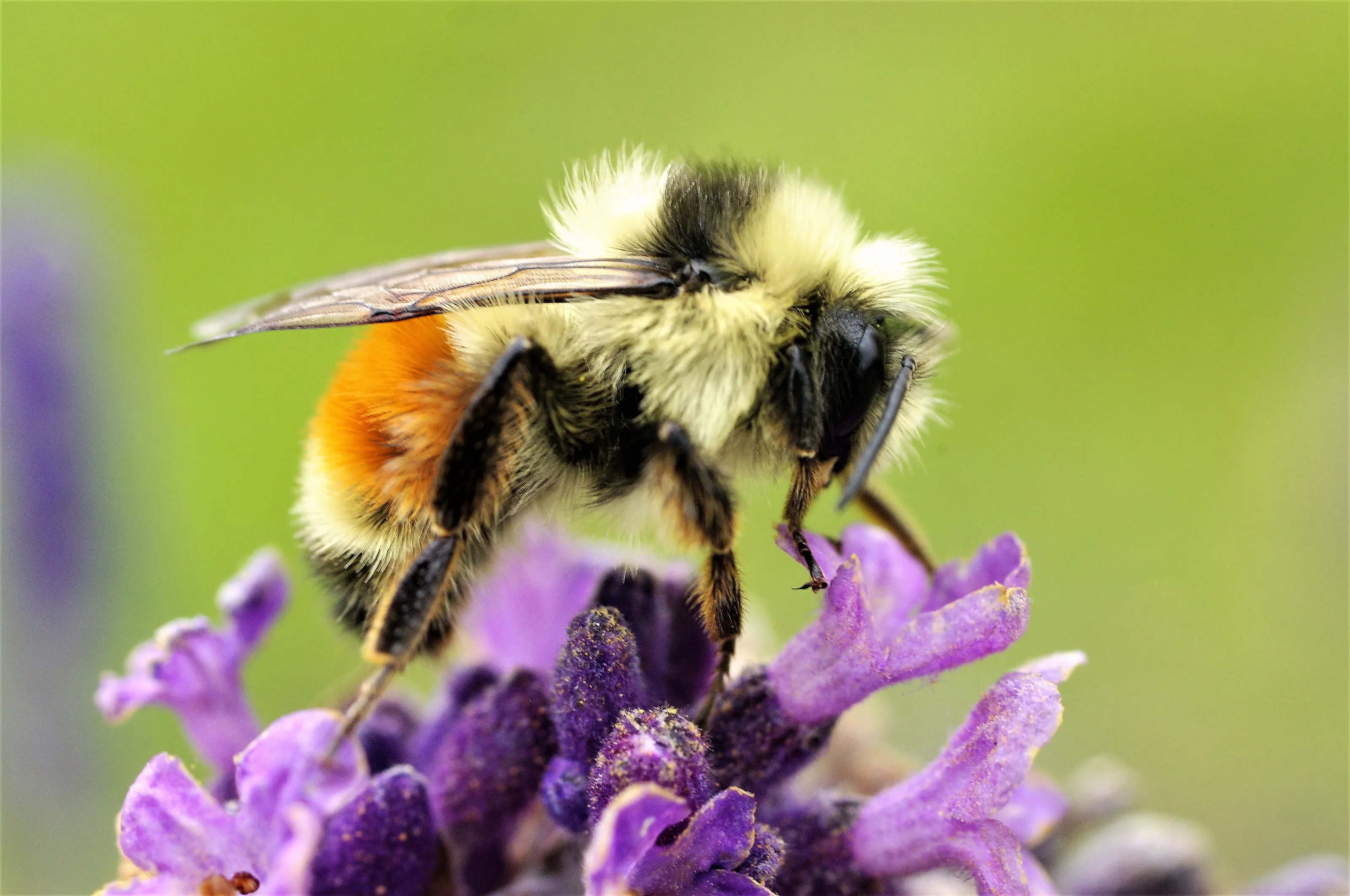 Bee on Flower