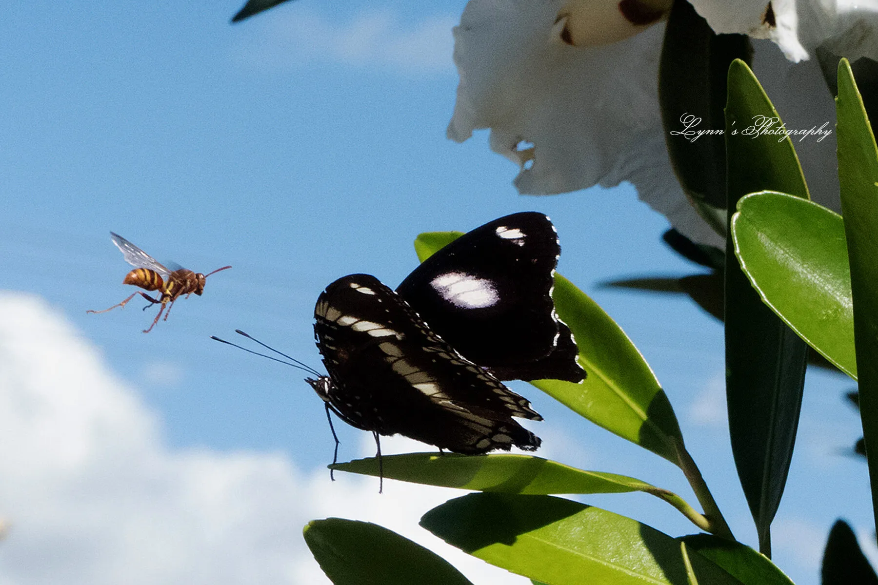 Wasp and Butterfly.