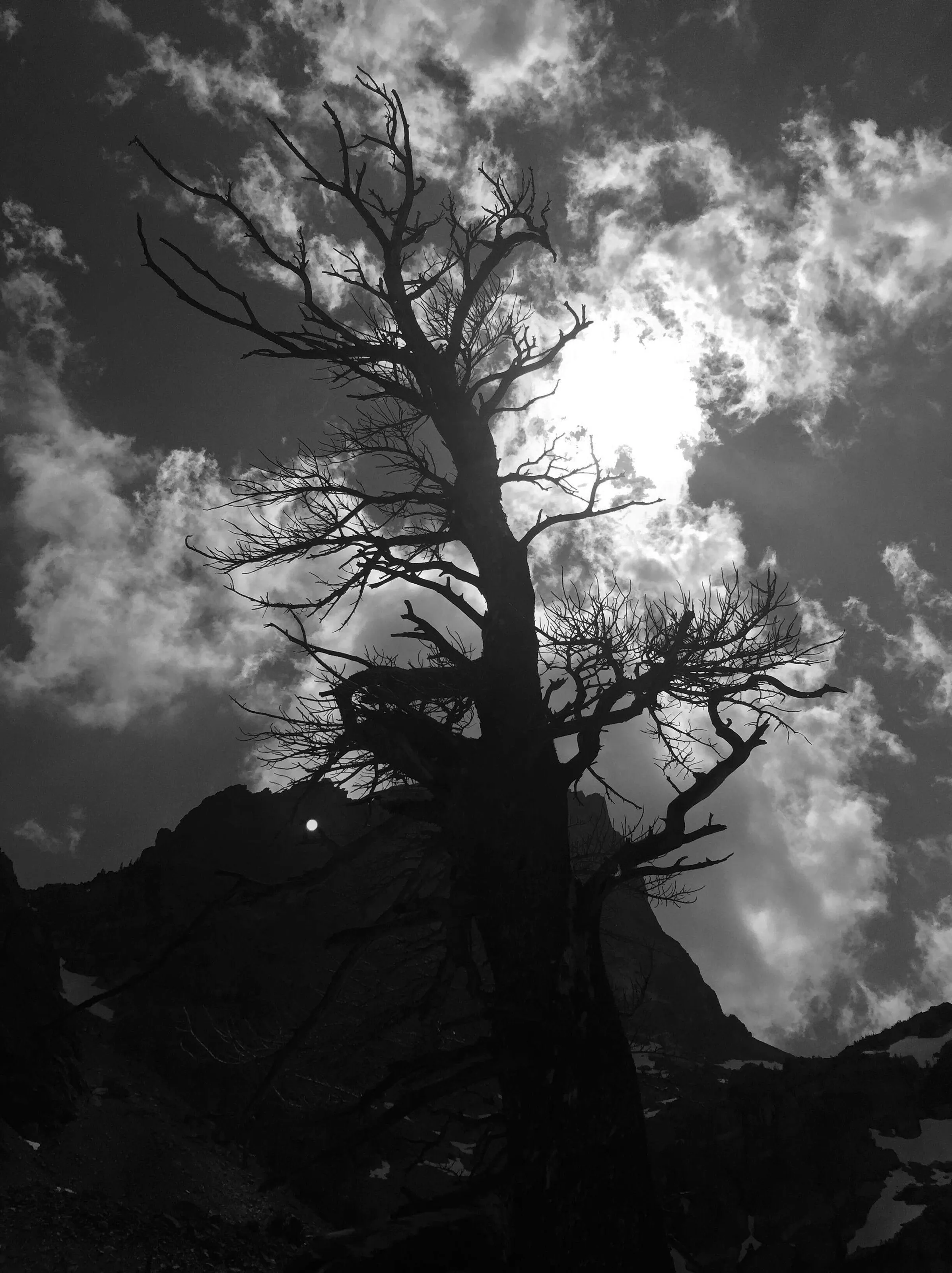 A tree to the sky