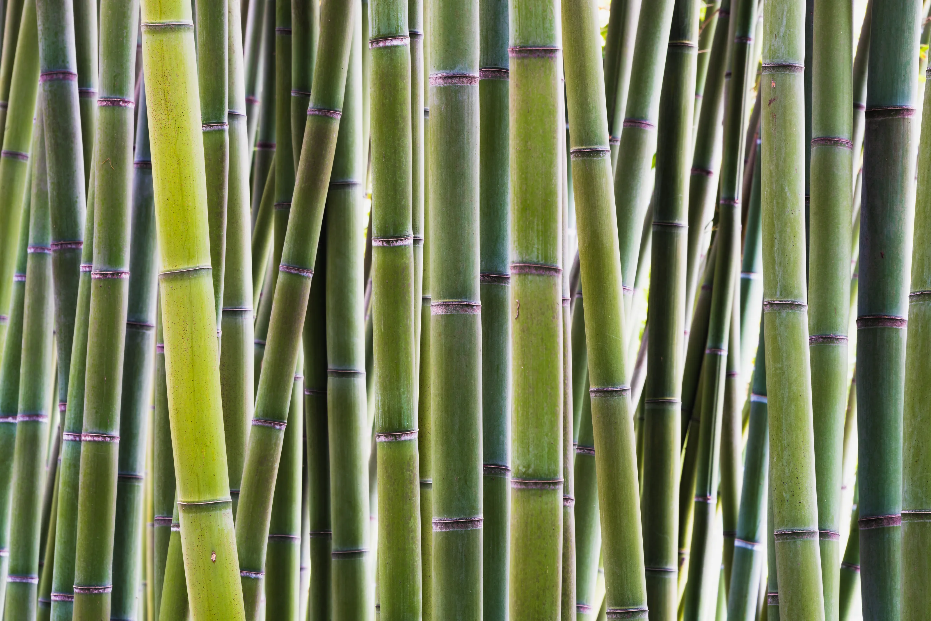Green bamboo culms