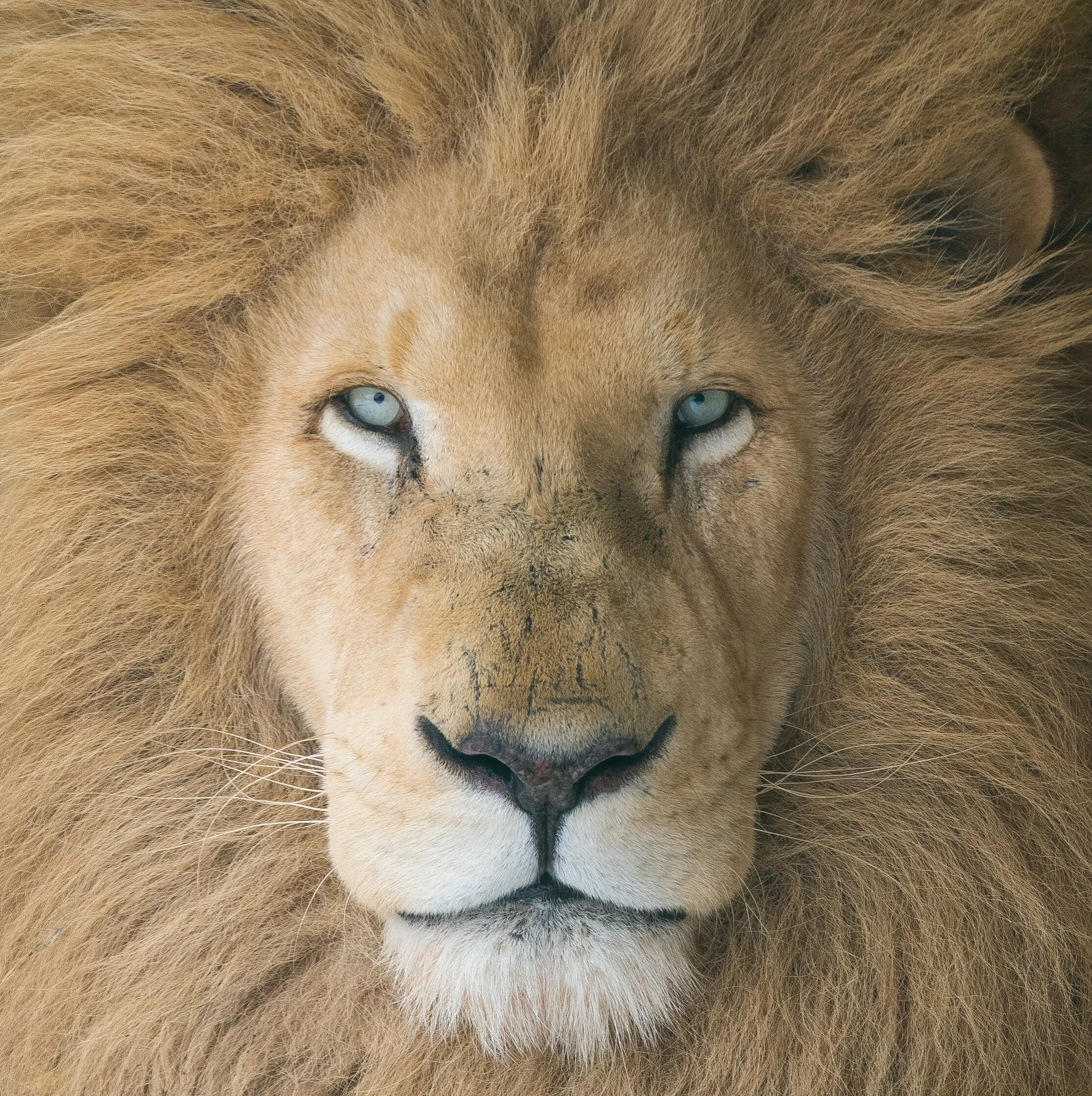 King