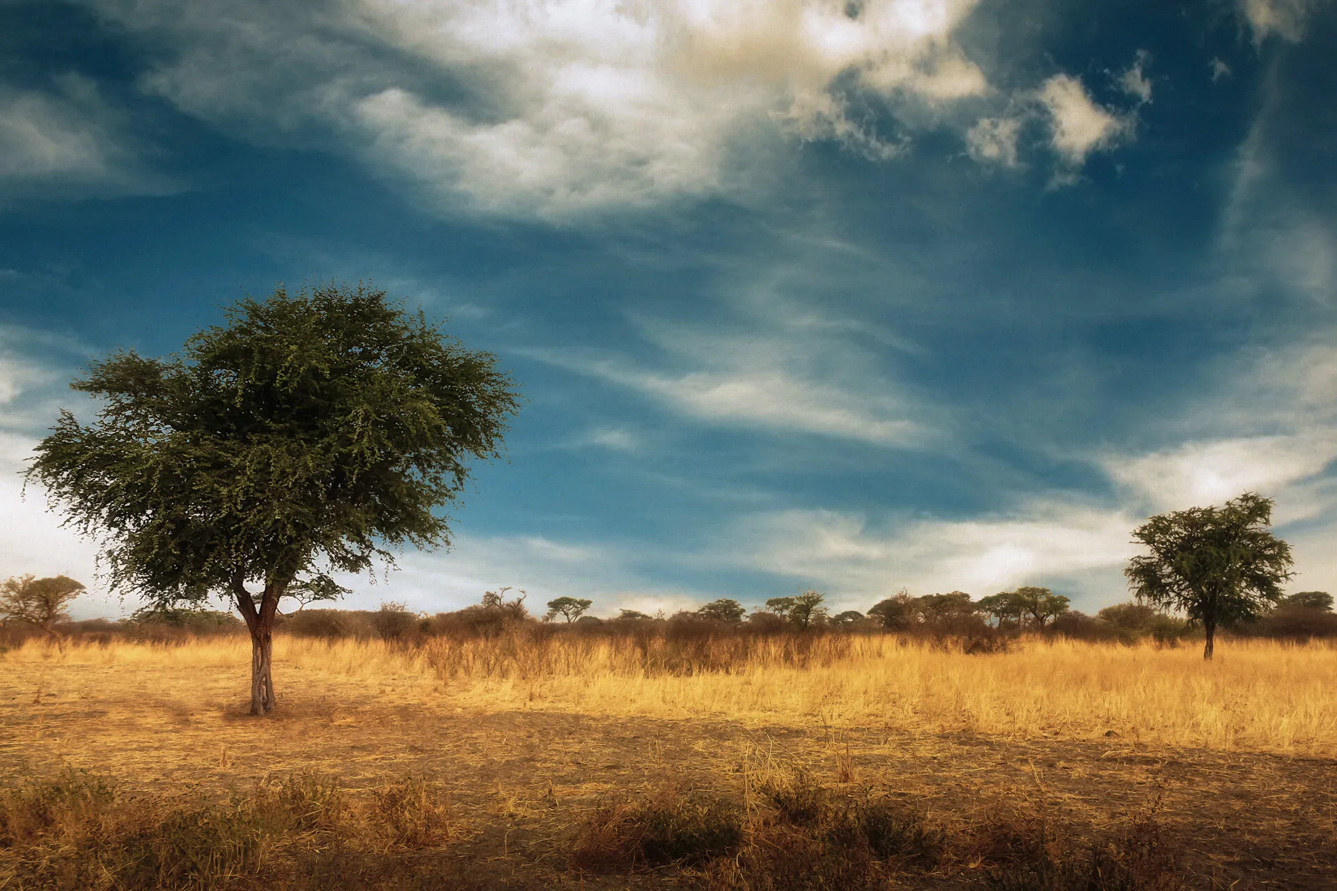 Trees in sunset
