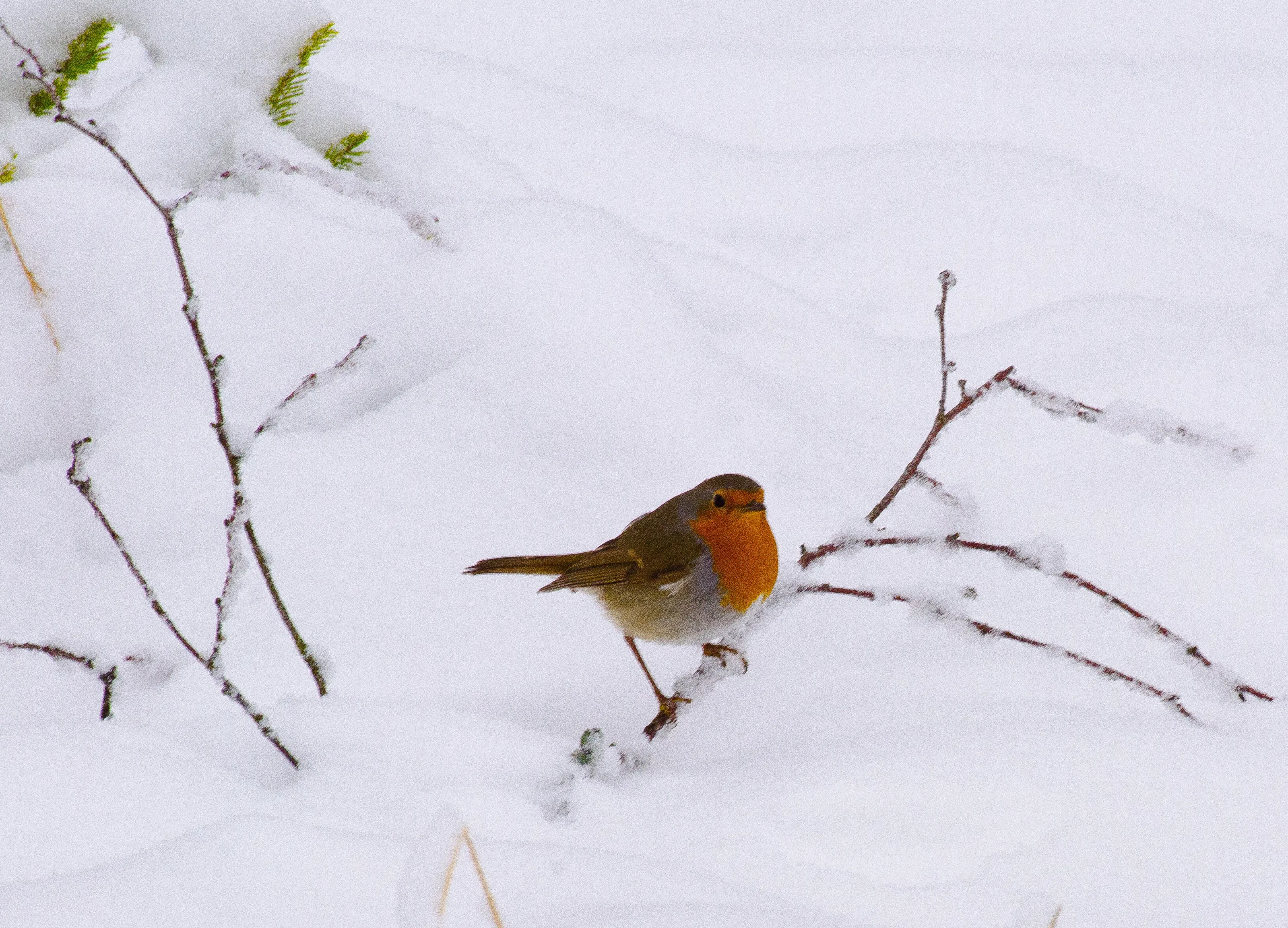 Little bird looking at me