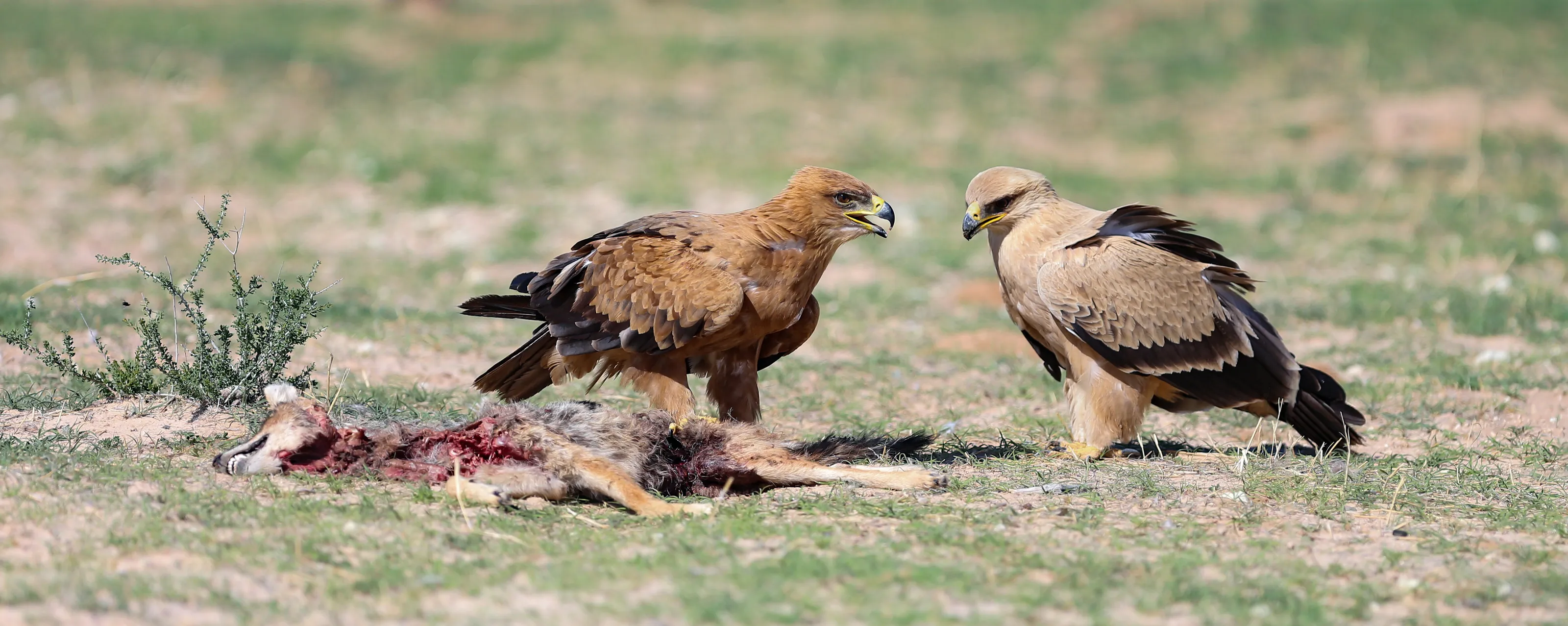 Tawny Eagles with a jackal carcass in the Kgalagadi Transfrontier Park.