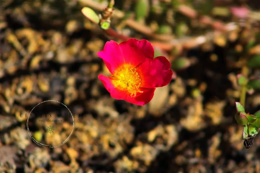 Carpet Rose