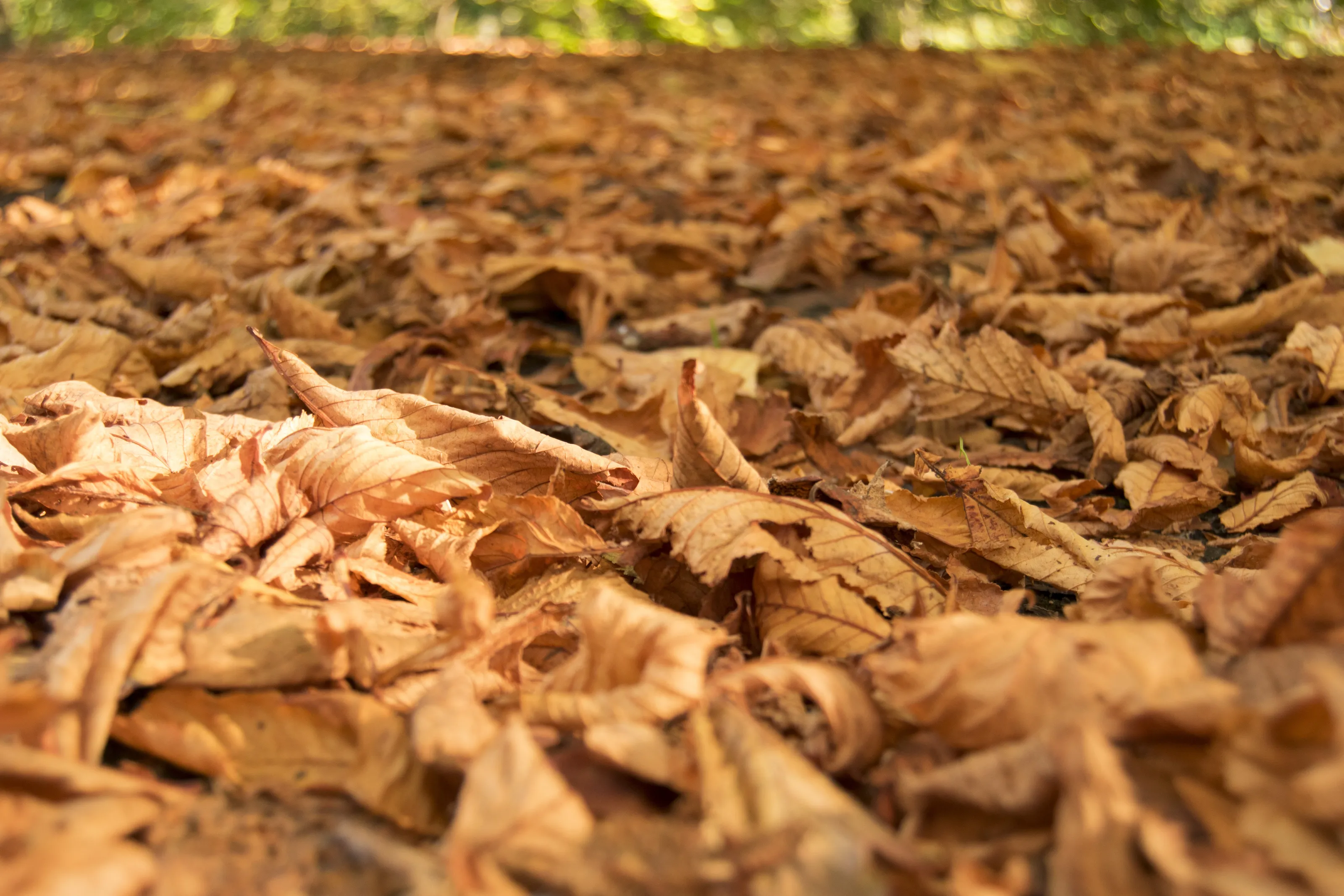 Autumn Leaves