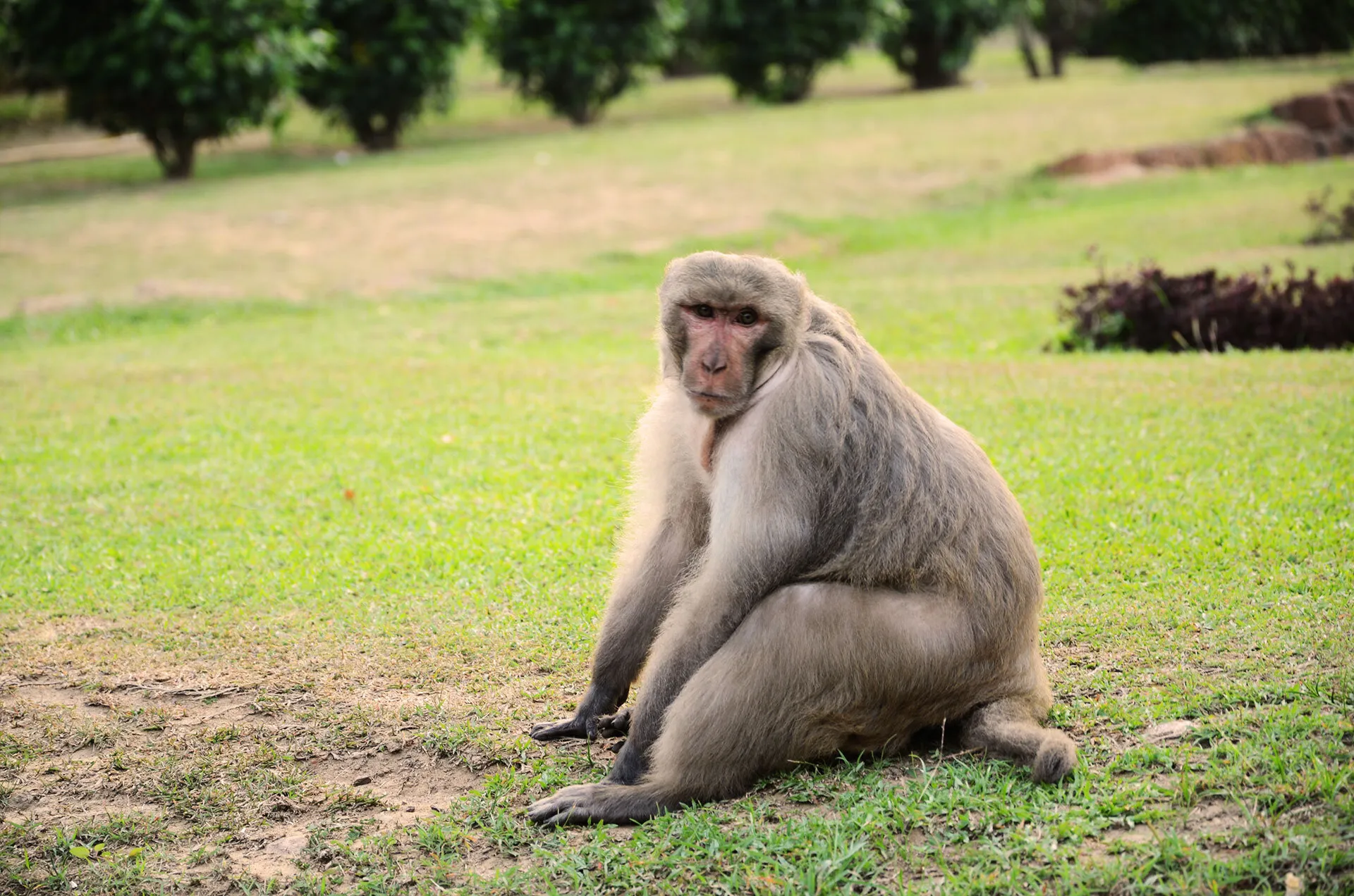 Monkey