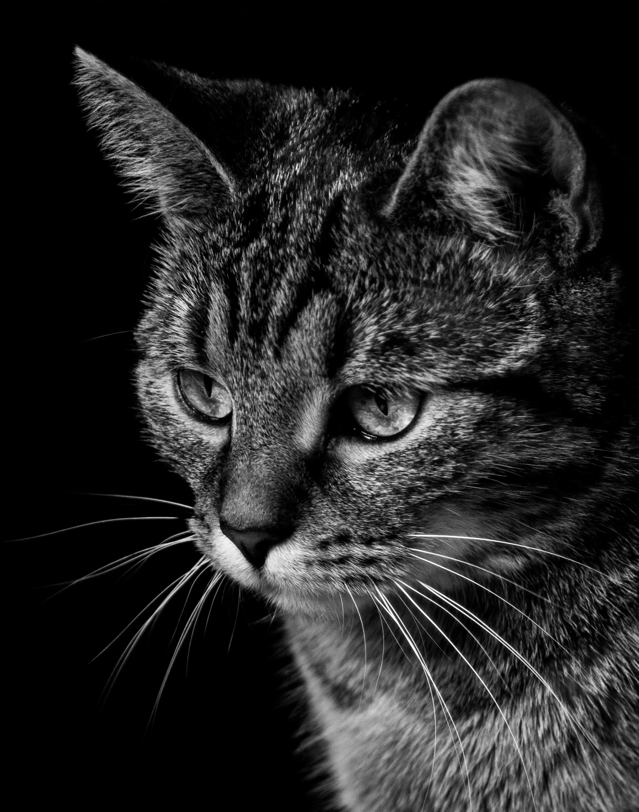 Staring Cat